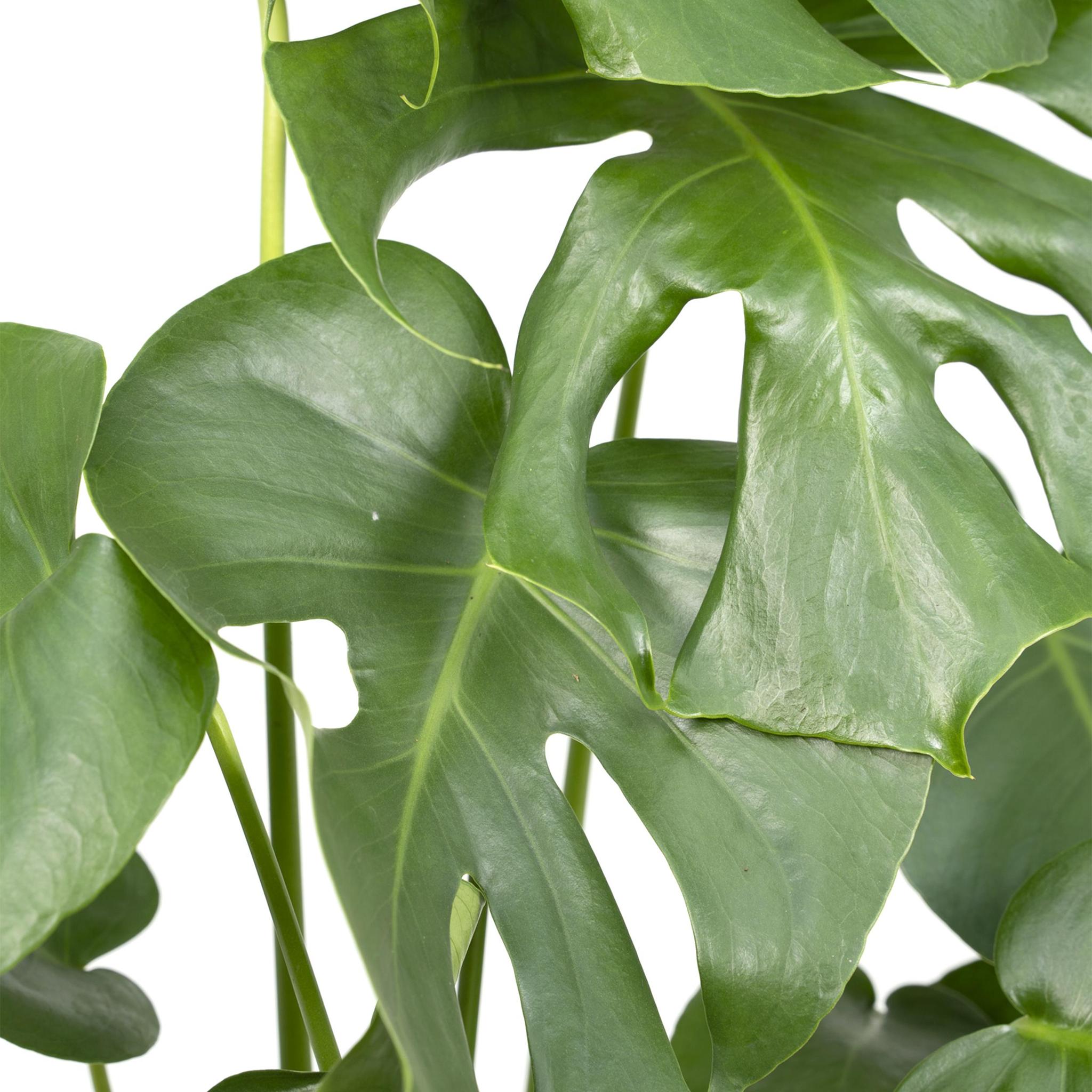 Fensterblatt (Monstera Deliciosa) - Urbangreen Store