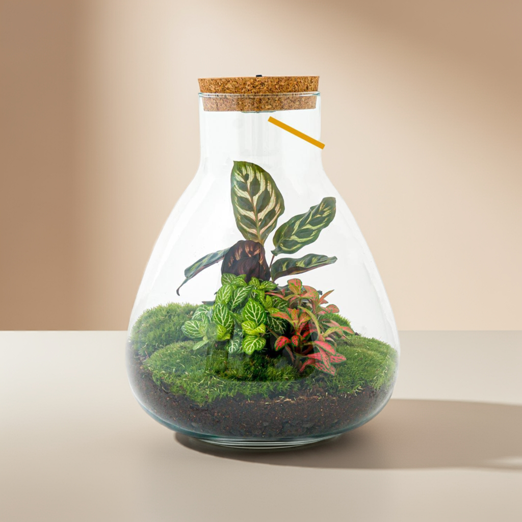 Sam Calathea Terrarium mit Licht