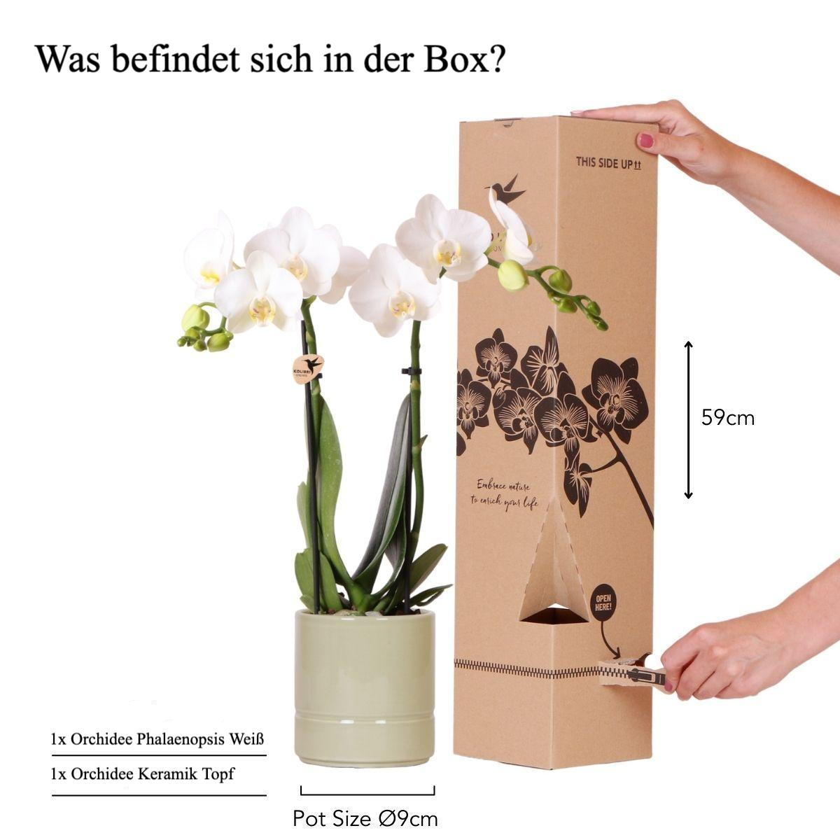 Weiße Phalaenopsis-Orchidee + Topf