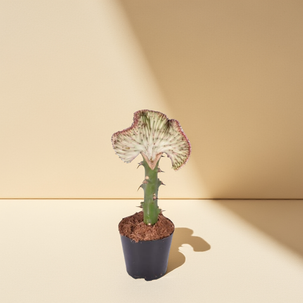 Euphorbia Lactea