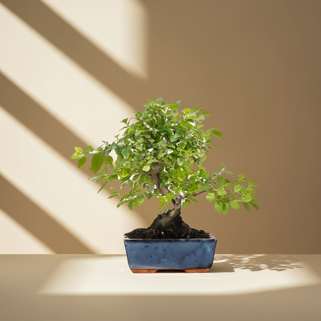 Bonsai Sageretia theezans (6 años)