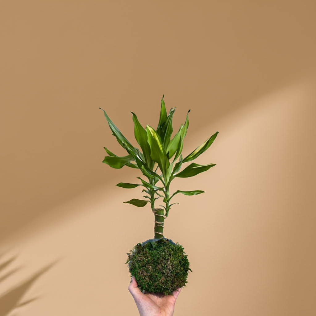 Kokedama Dracaena "Gold Coast"