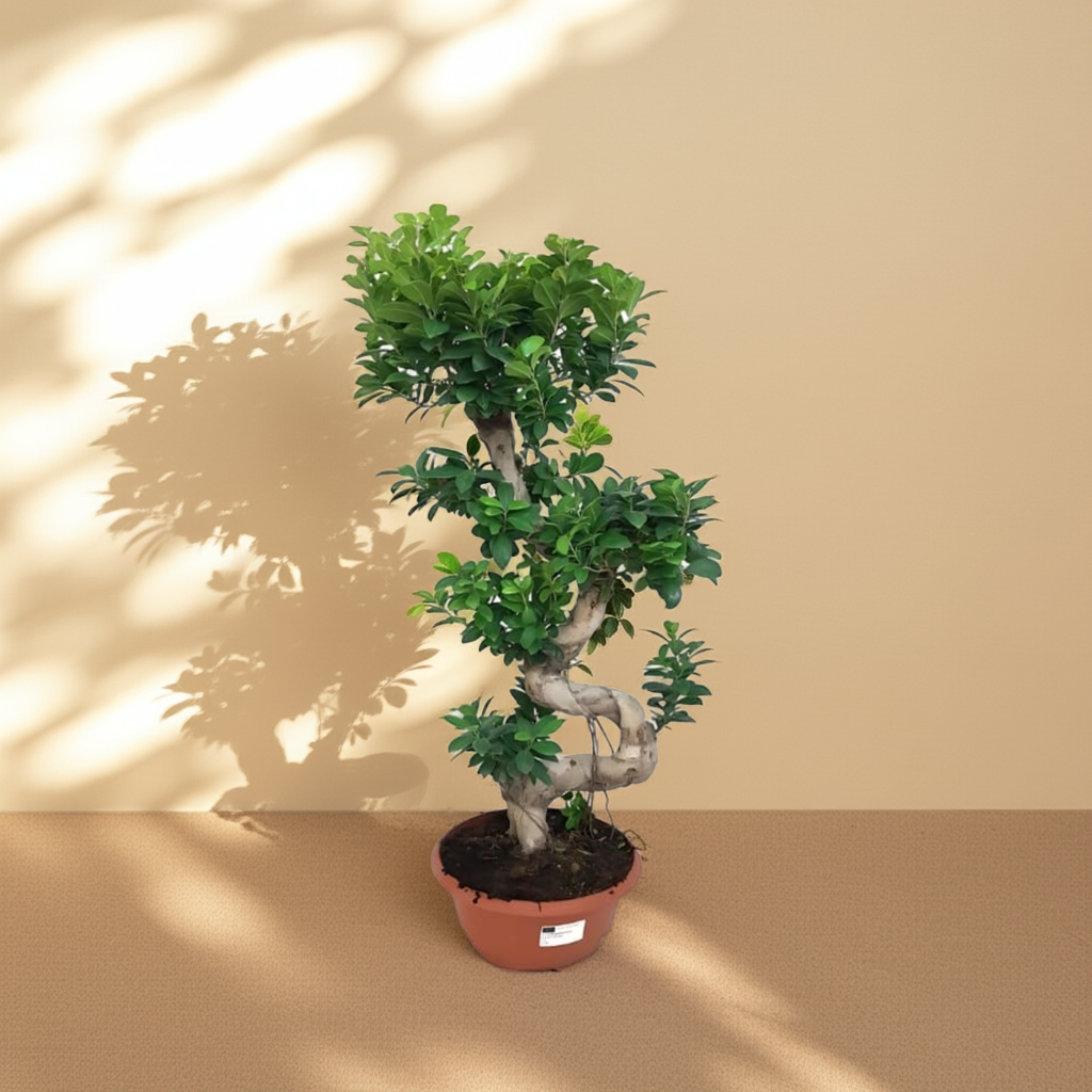 Bonsái Ficus Ginseng (Microcarpa)
