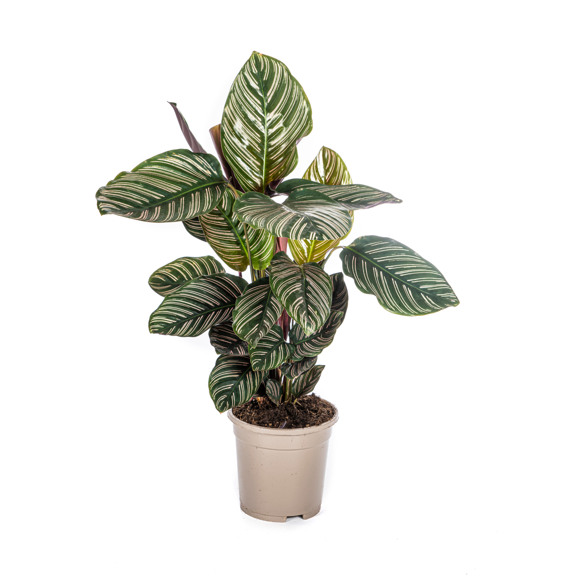 Calathea Ornata Sanderiana