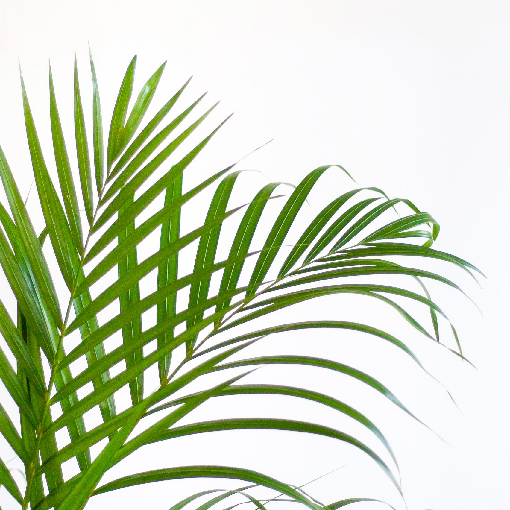 Areca Palme (Goldfruchtpalme) im Design-Korb | 100cm