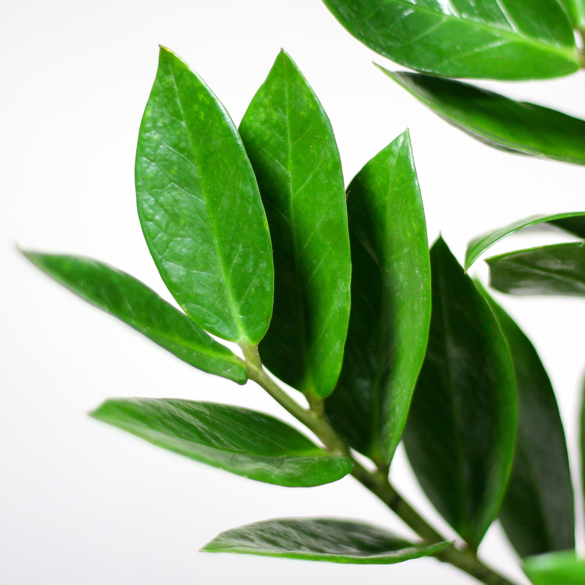 Zamioculcas (Glücksfeder) im Design-Korb | 80cm
