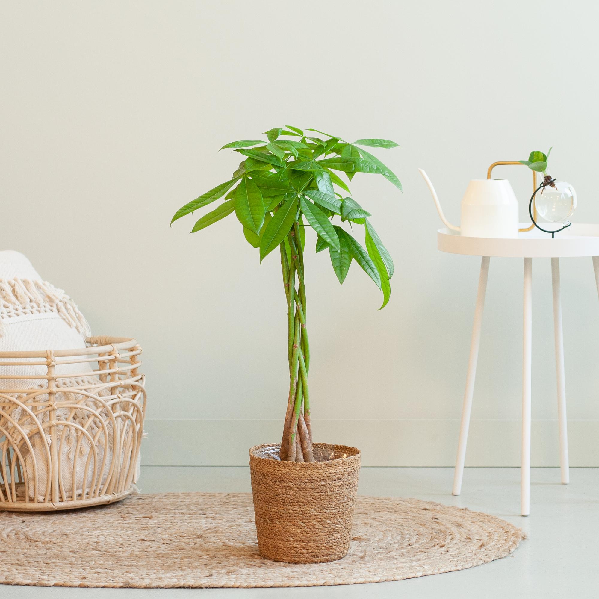 Pachira Aquatica (Geldbaum) im Design-Korb | 80cm