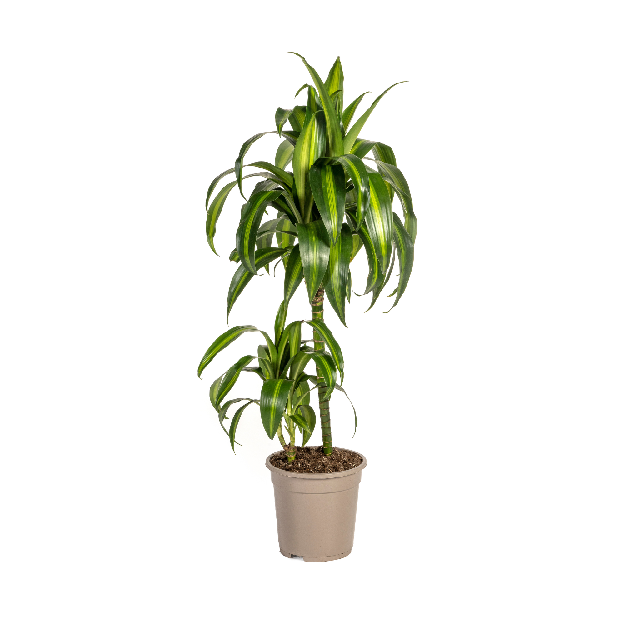 Dracaena Deremensis Hawaiian Sunshine  kaufen