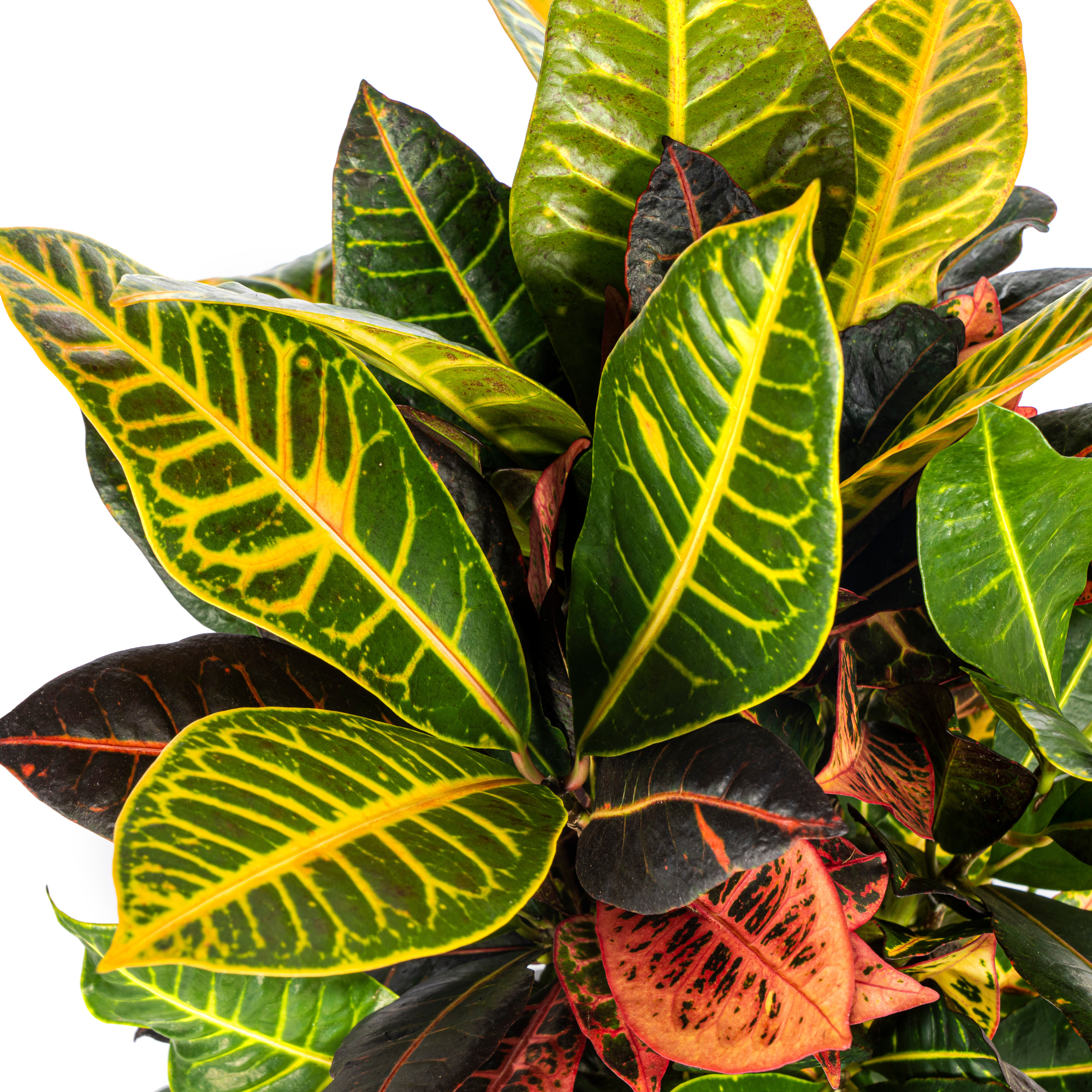 Codiaeum 'Croton' Petra