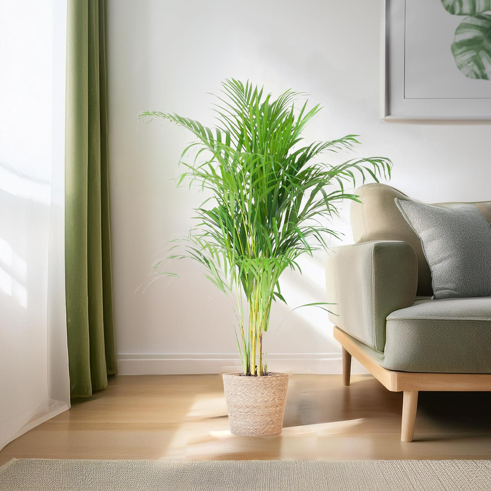 Areca Palme (Goldfruchtpalme) im naturfarbenen Seegras-Korb Sofia.
