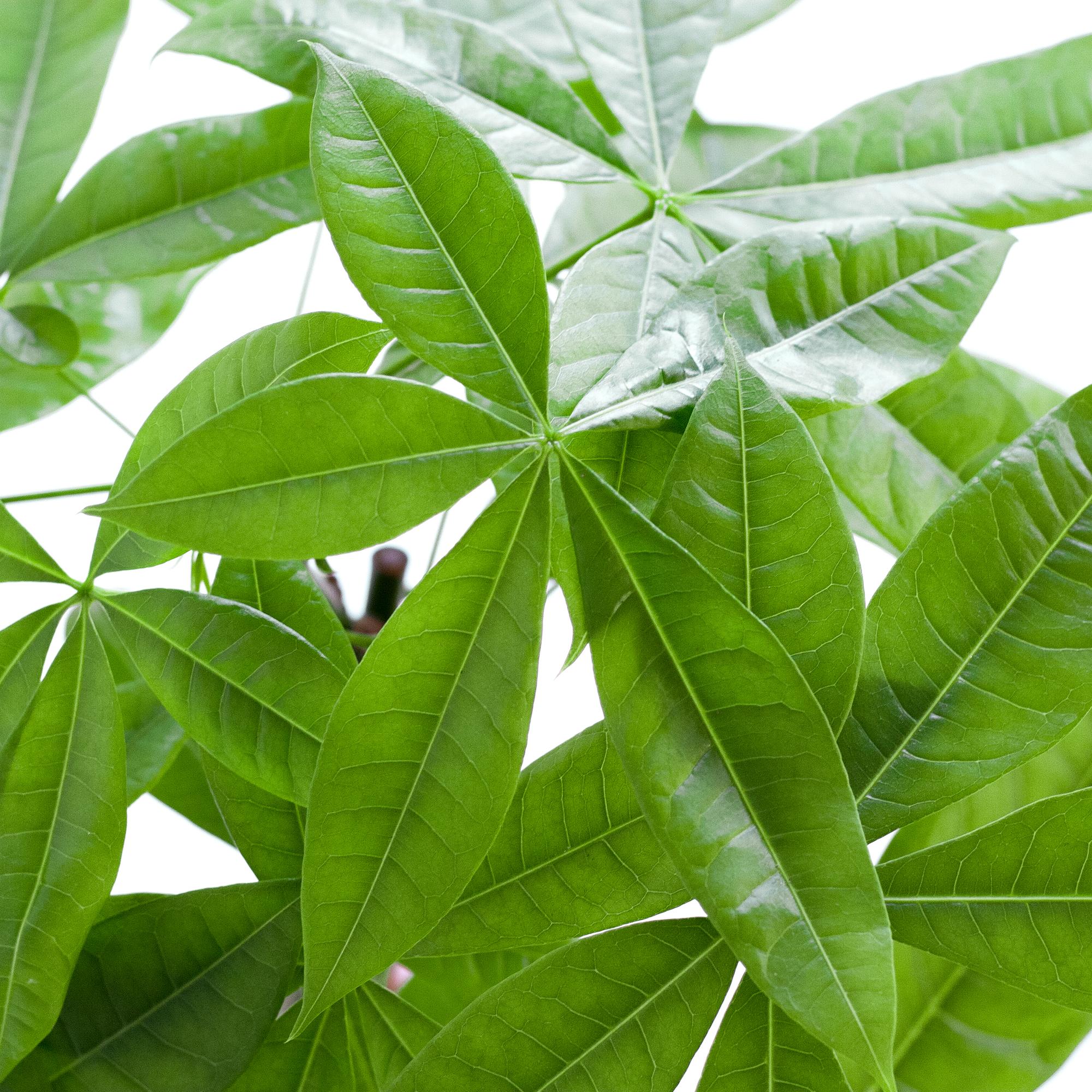 Pachira Aquatica (Geldbaum) im Design-Korb | 80cm