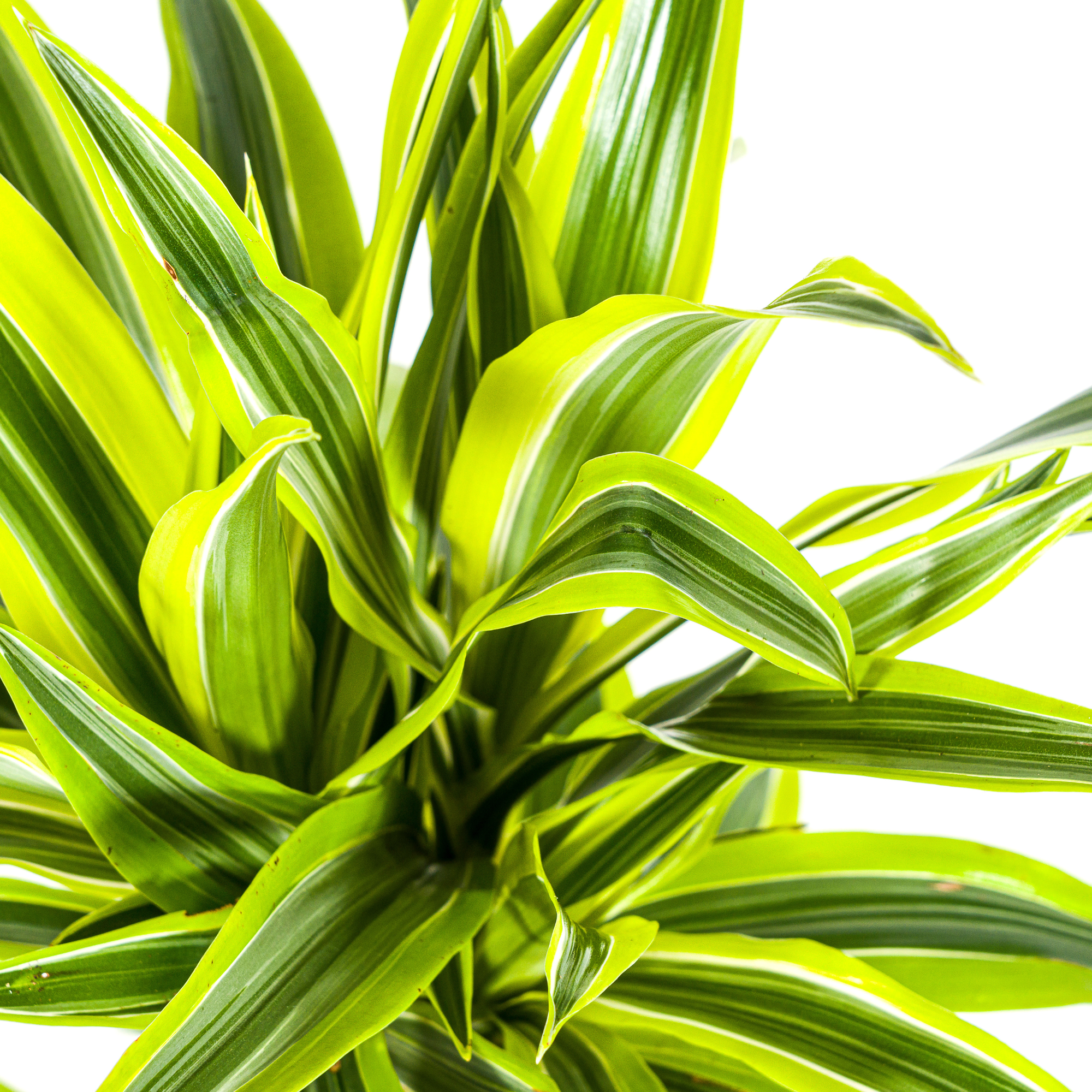 Dracaena Deremensis Lemon Lime