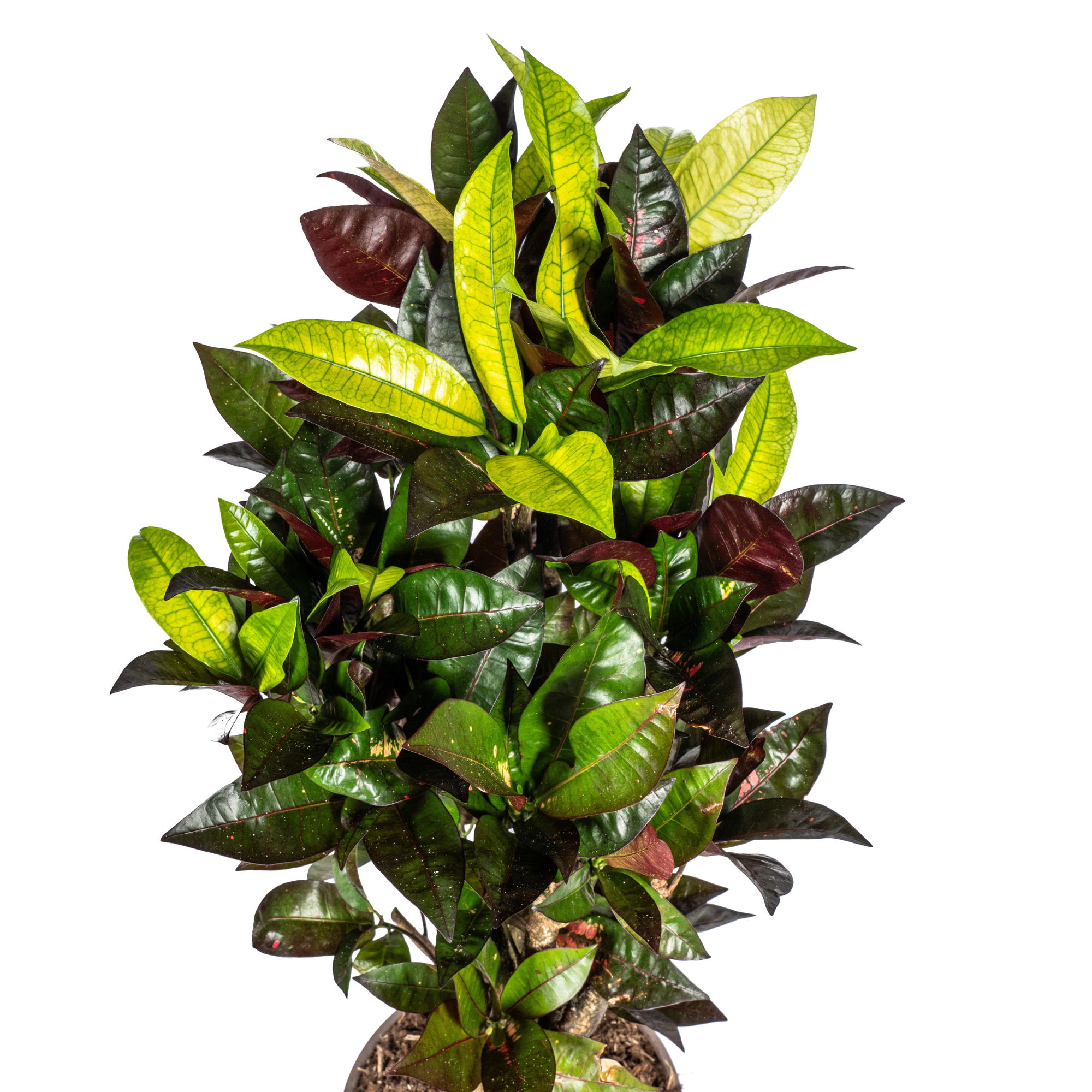 Codiaeum 'Croton' Iceton