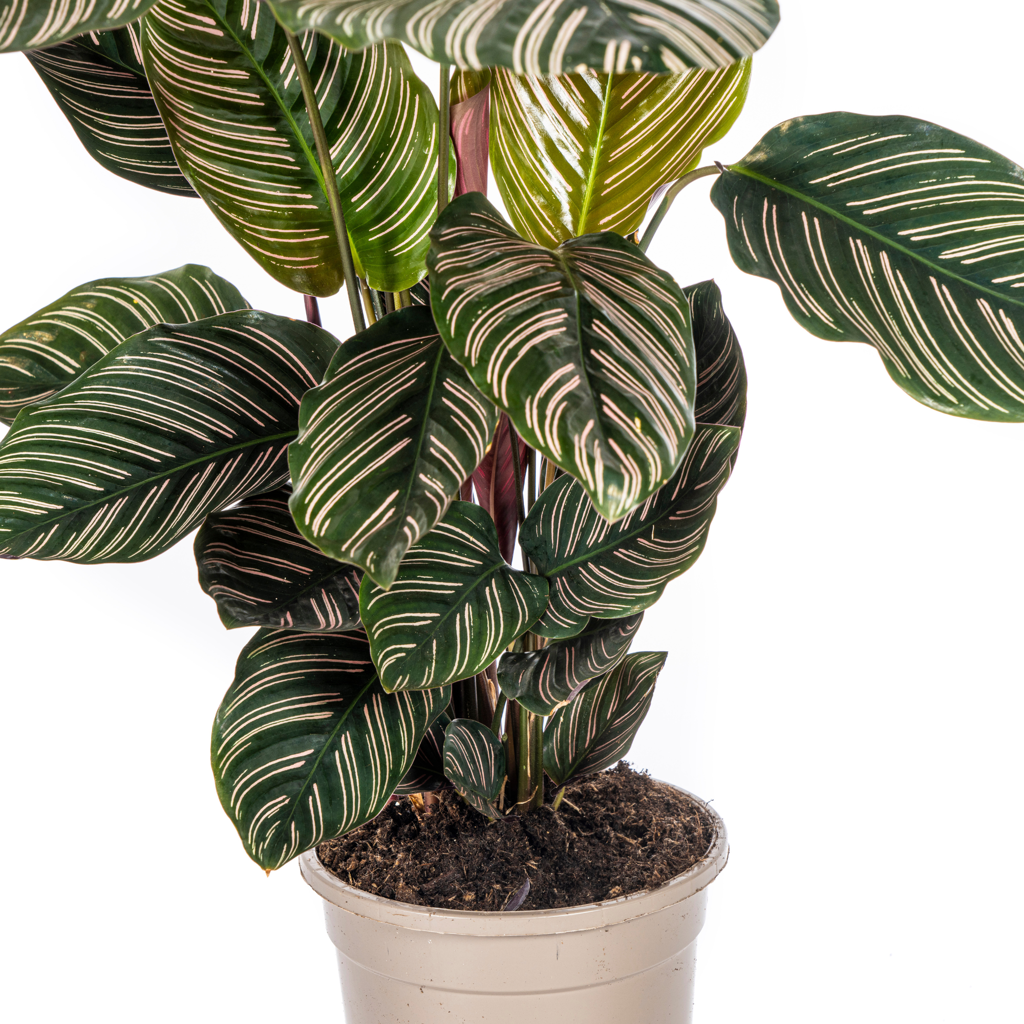 Calathea Ornata Sanderiana