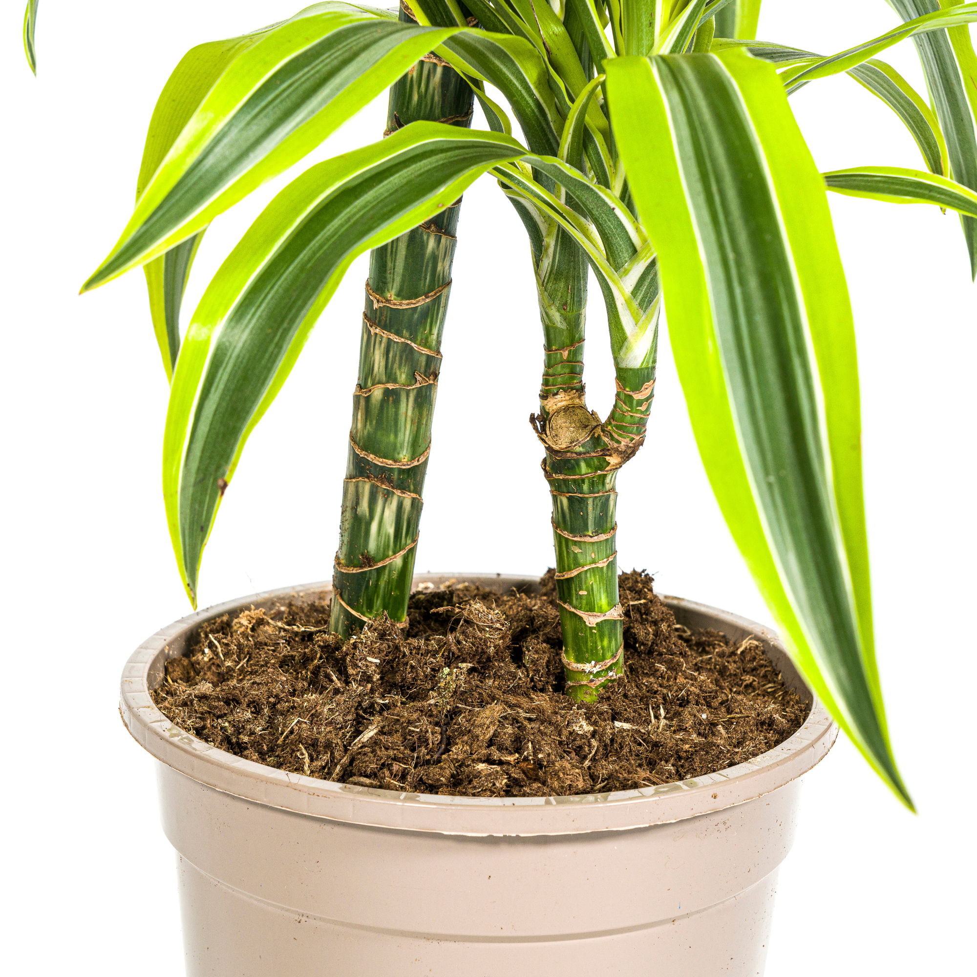 Dracaena Deremensis Lemon Lime