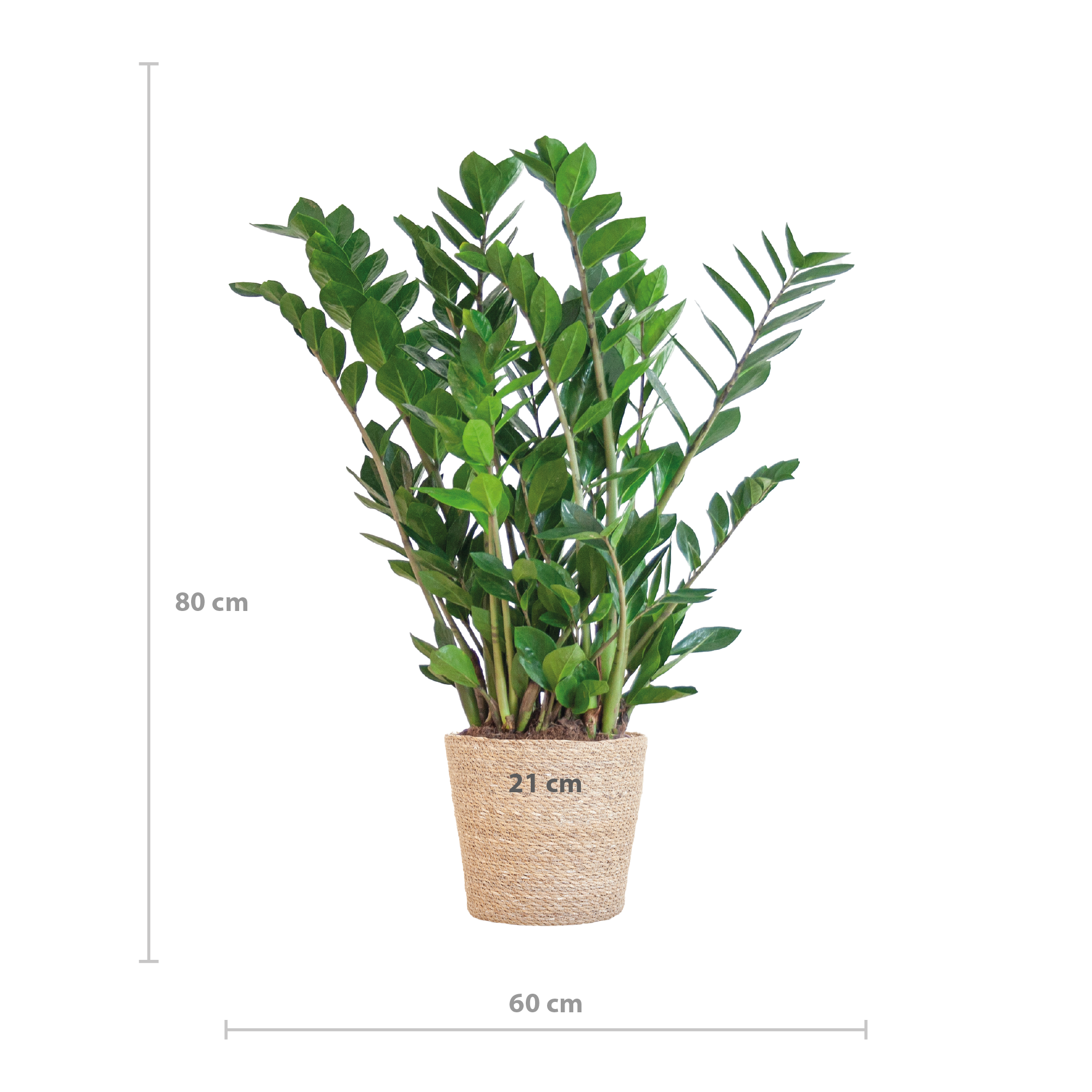 Zamioculcas (Glücksfeder) im Design-Korb | 80cm