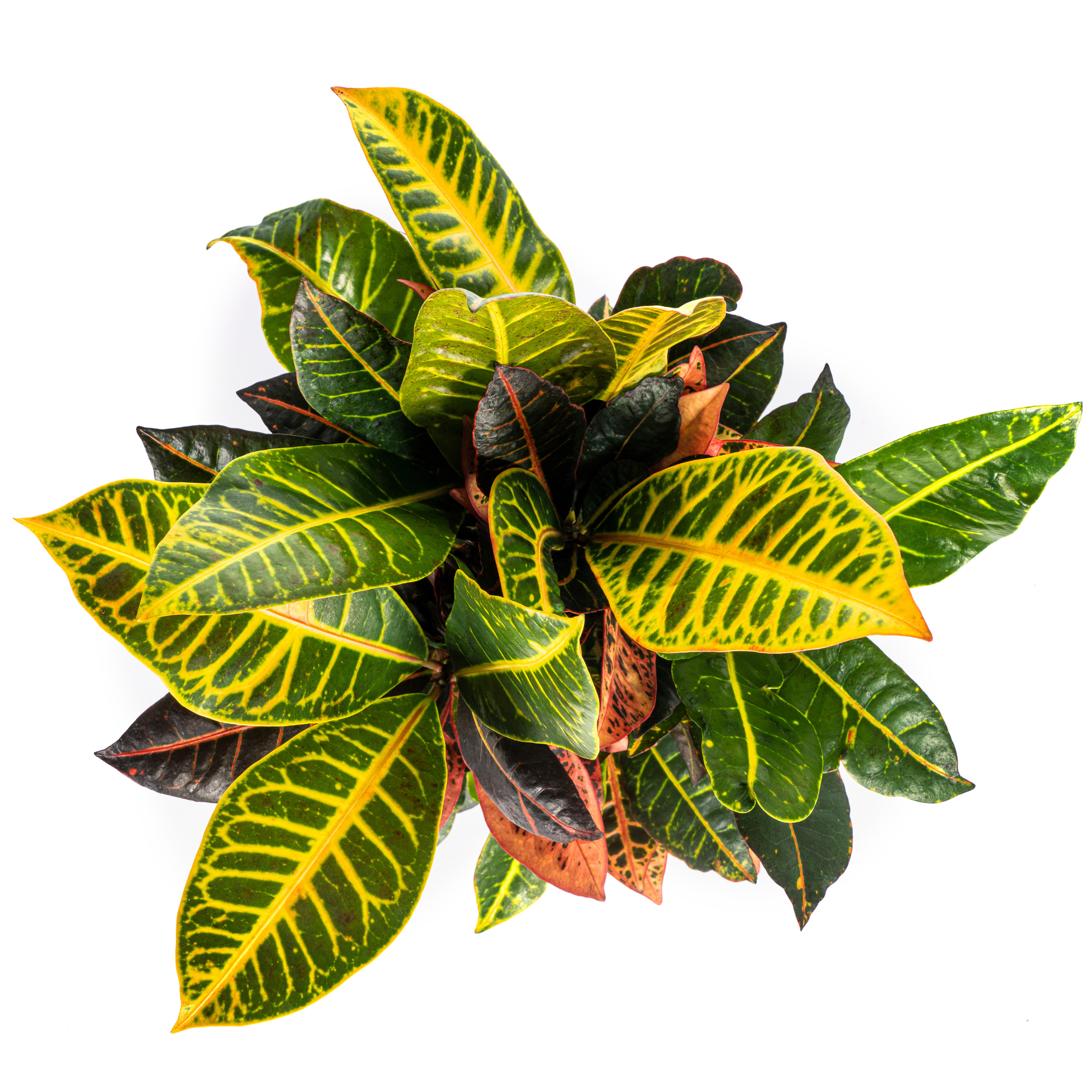 Codiaeum 'Croton' Petra