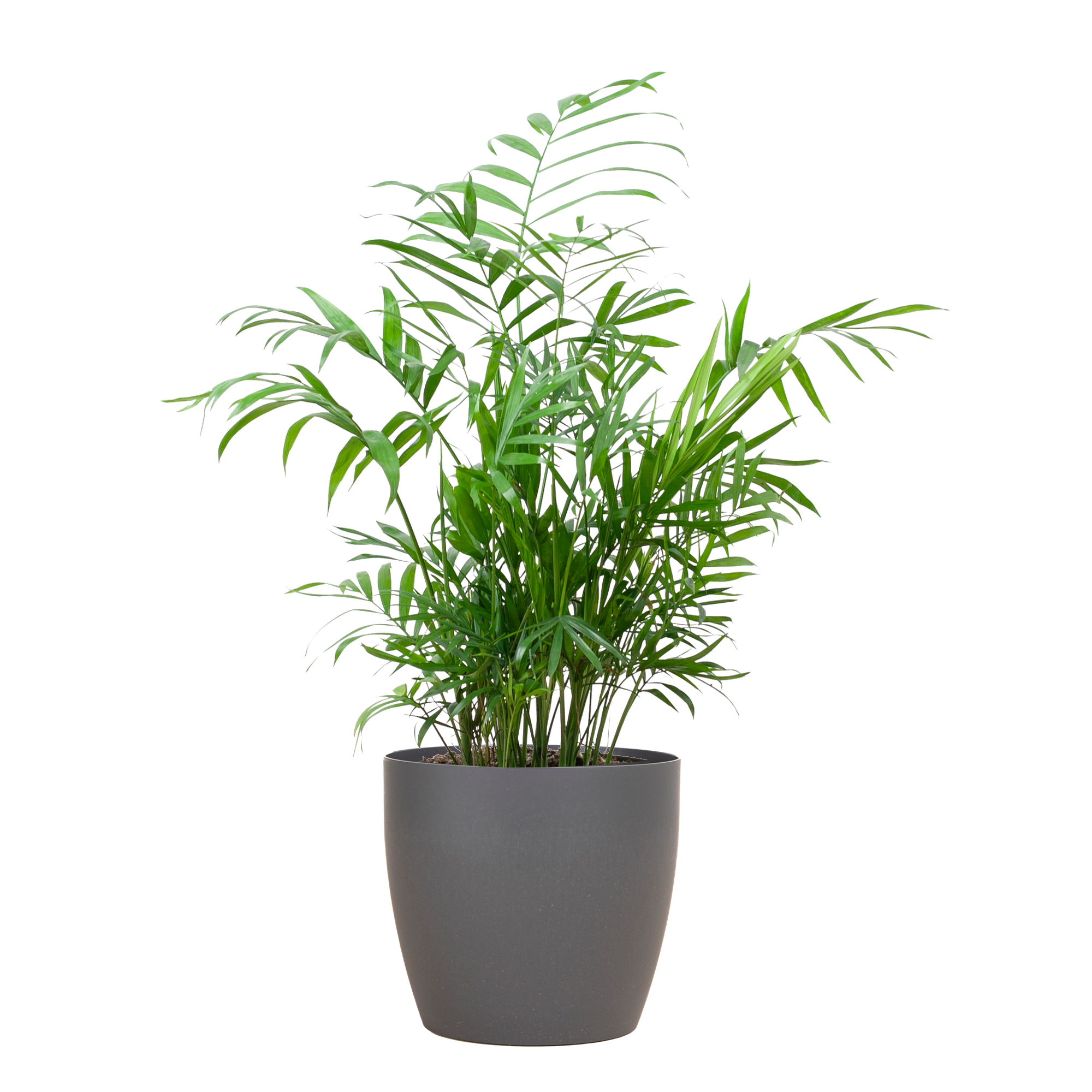 Chamadorea Elegans met Sofia mand naturel - 55cm - Ø17