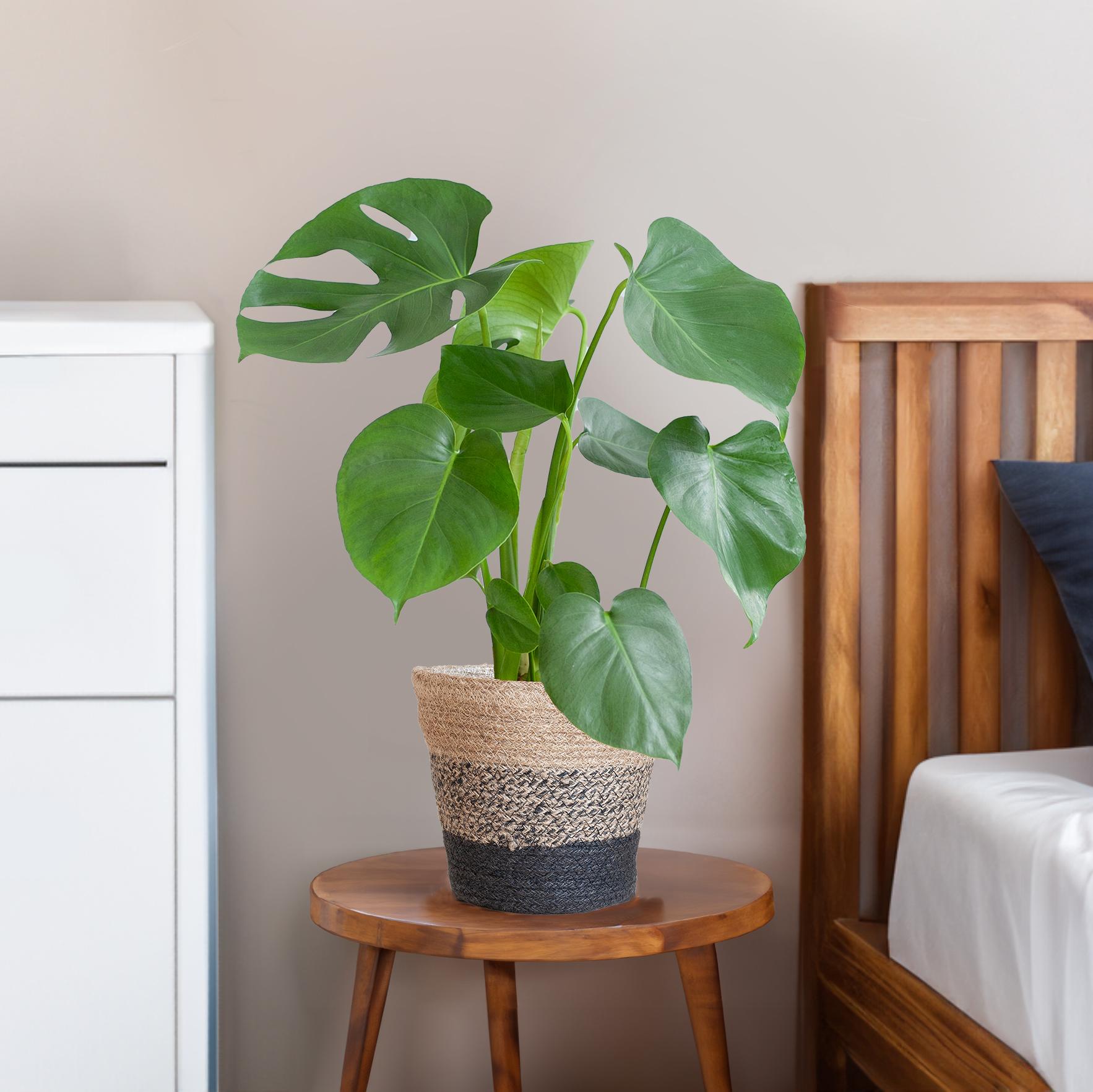 Das Fensterblatt (Monstera Deliciosa) als stilvoller Blickfang in einem hellen Wohnzimmer neben Bett.