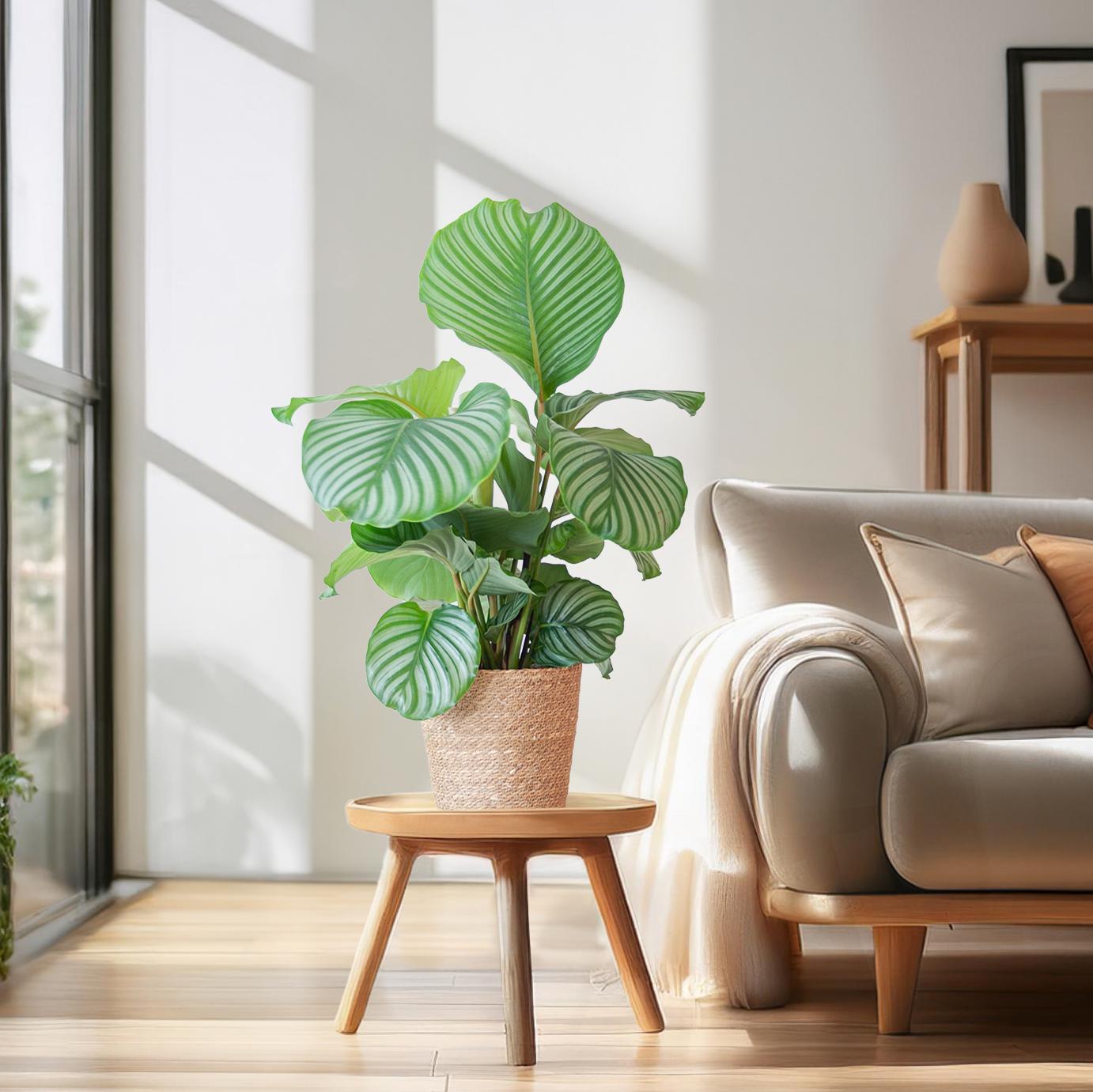 Calathea Orbifolia (Korbmarante) im Design-Korb | 65cm