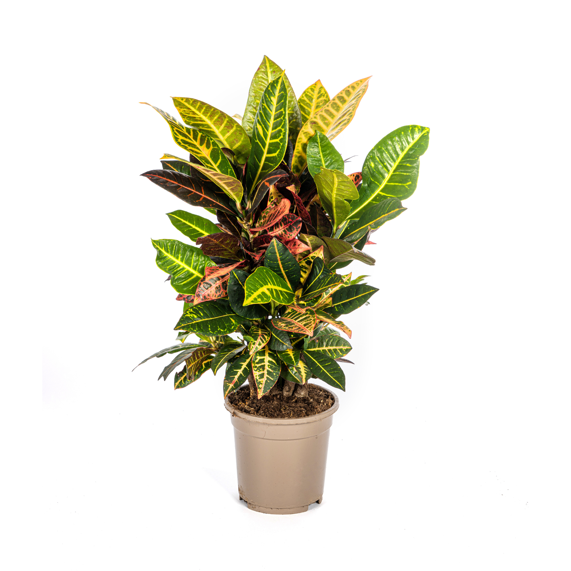 Codiaeum 'Croton' Petra kaufen