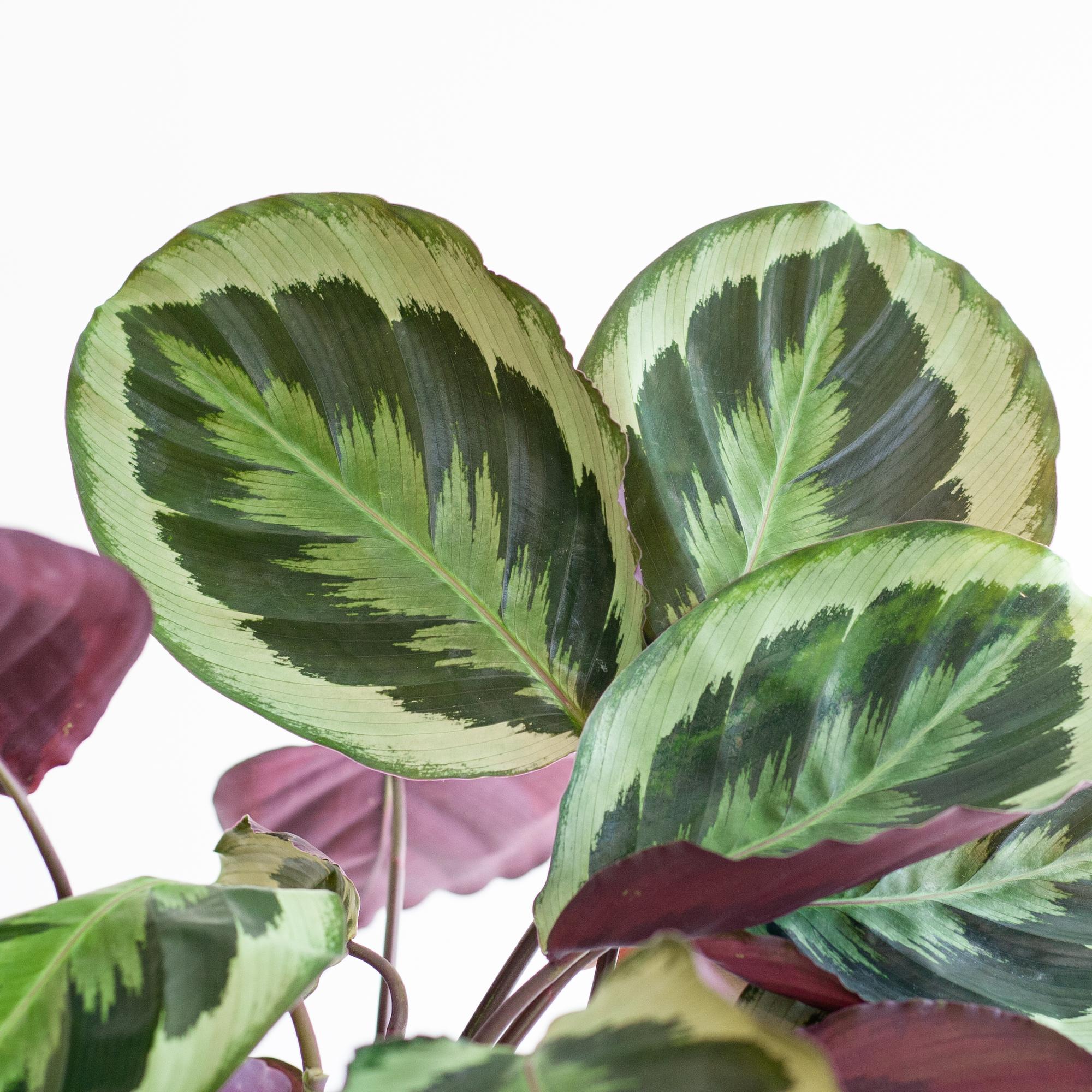 Calathea 'Medaillon' (Korbmarante) im Design-Korb | 65cm