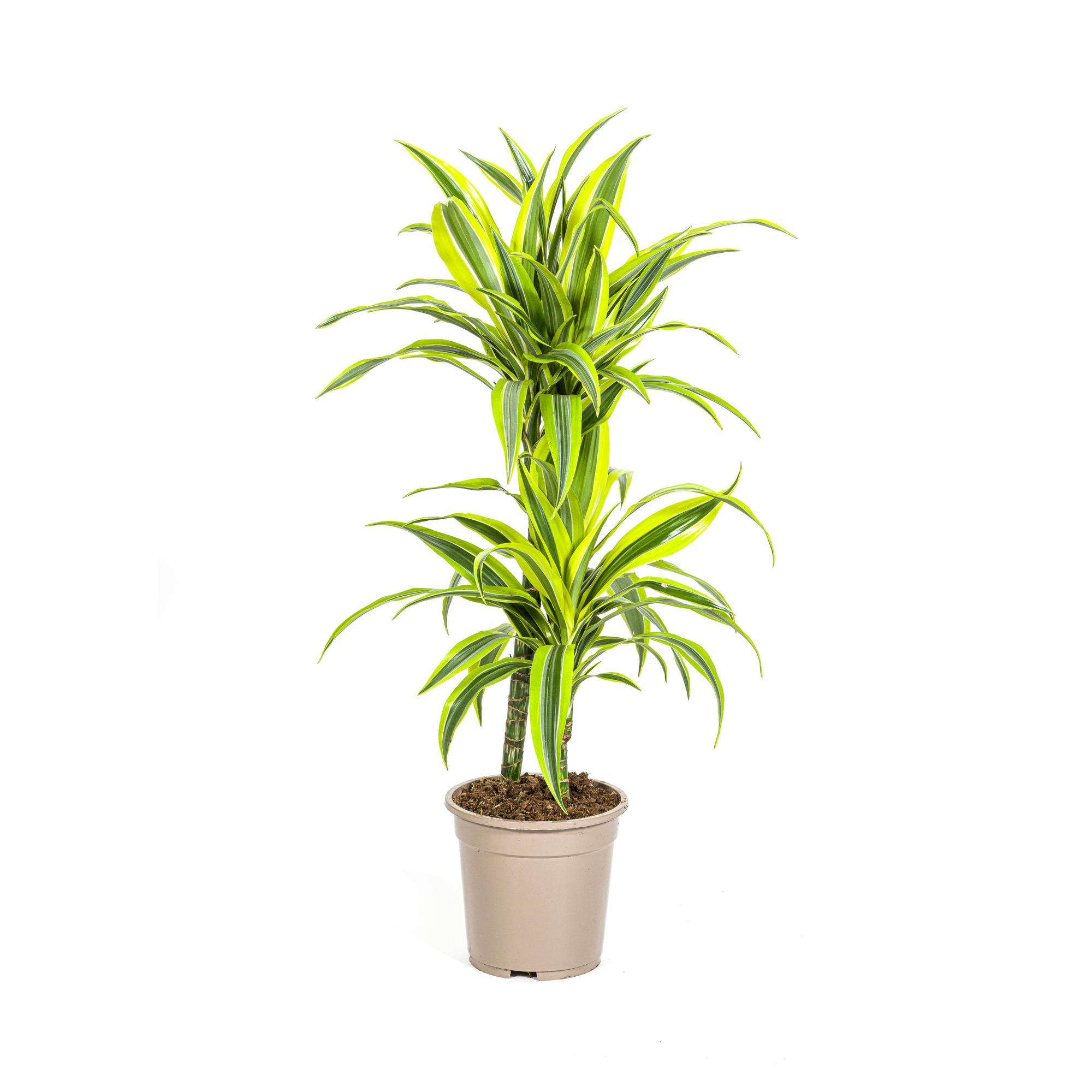 Dracaena Lemon Lime kaufen