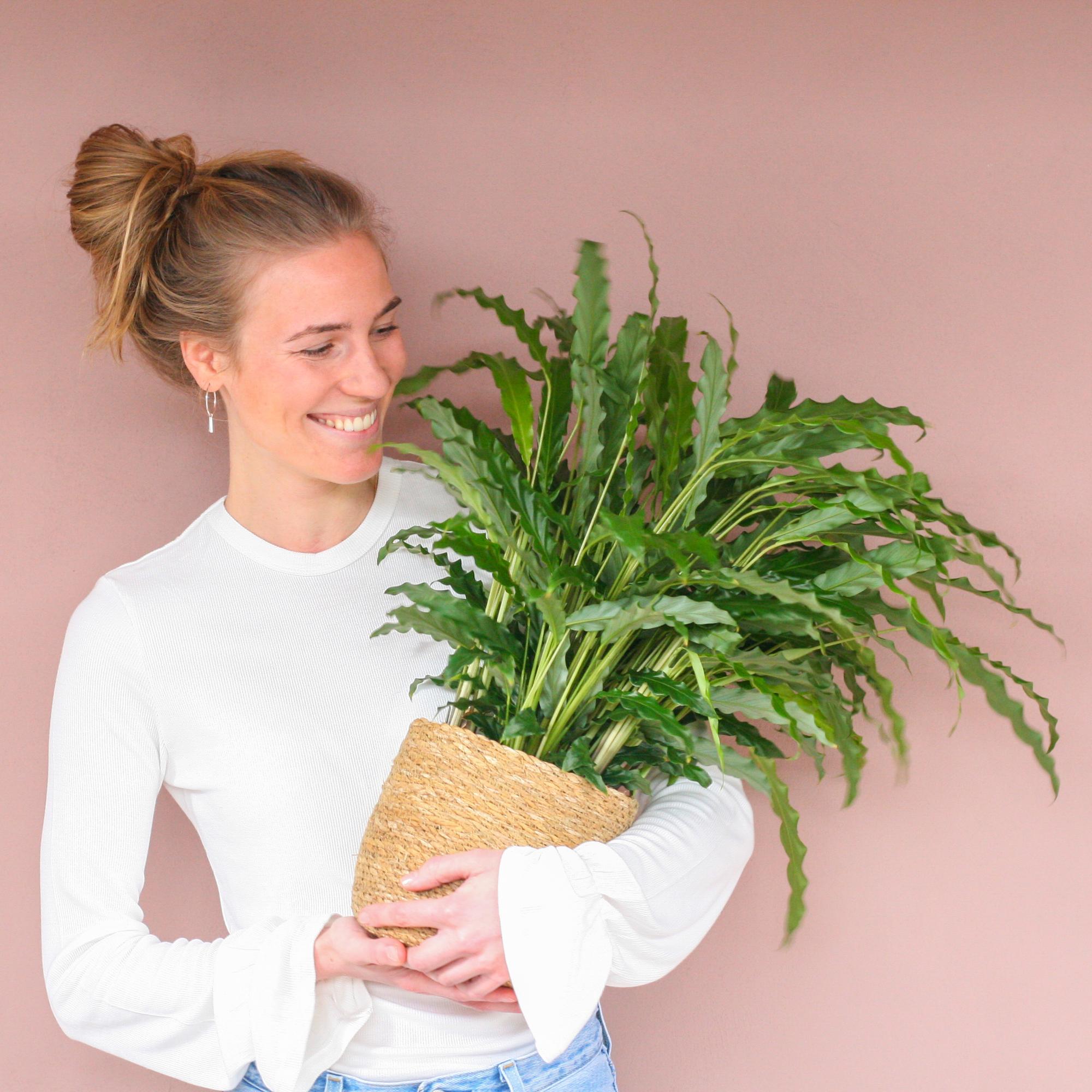 Calathea Rufibarba (Samt-Korbmarante) im Design-Korb | 55cm