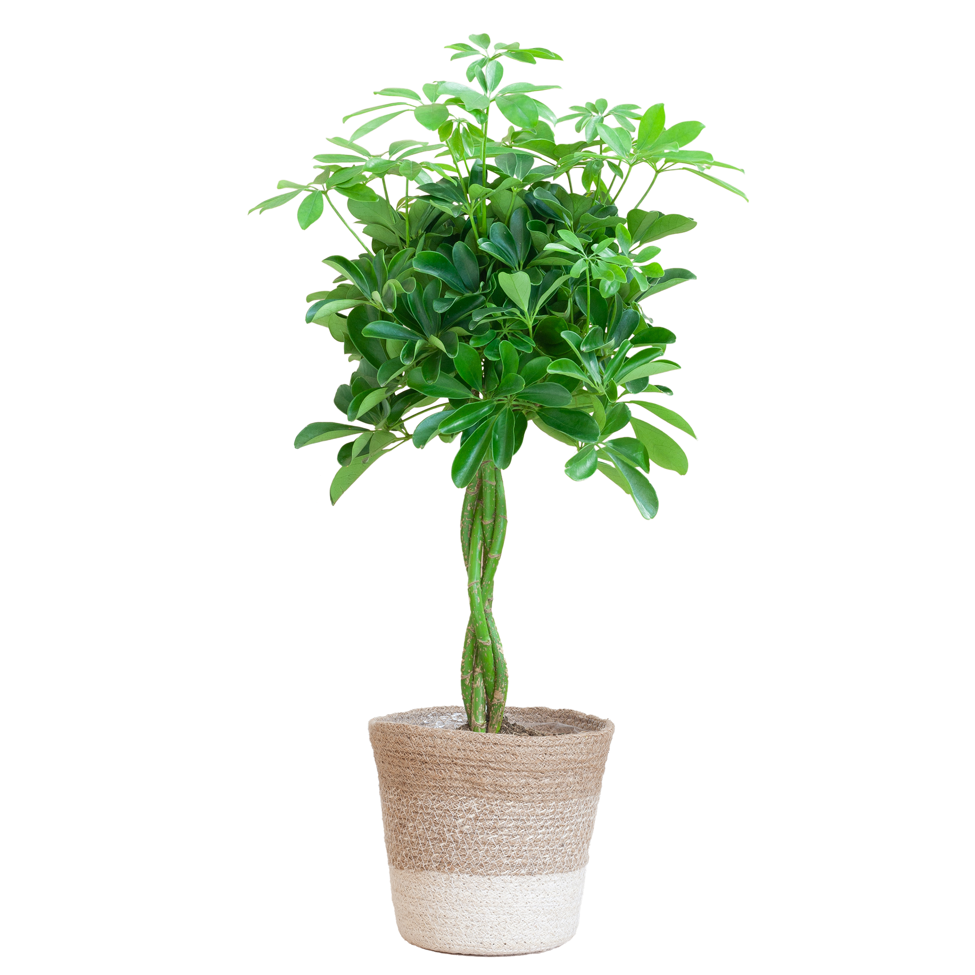 Schefflera Nora Zimmerpflanze in einem weißen Jute-Pflanzenkorb Lissabon vor weißem Hintergrund.