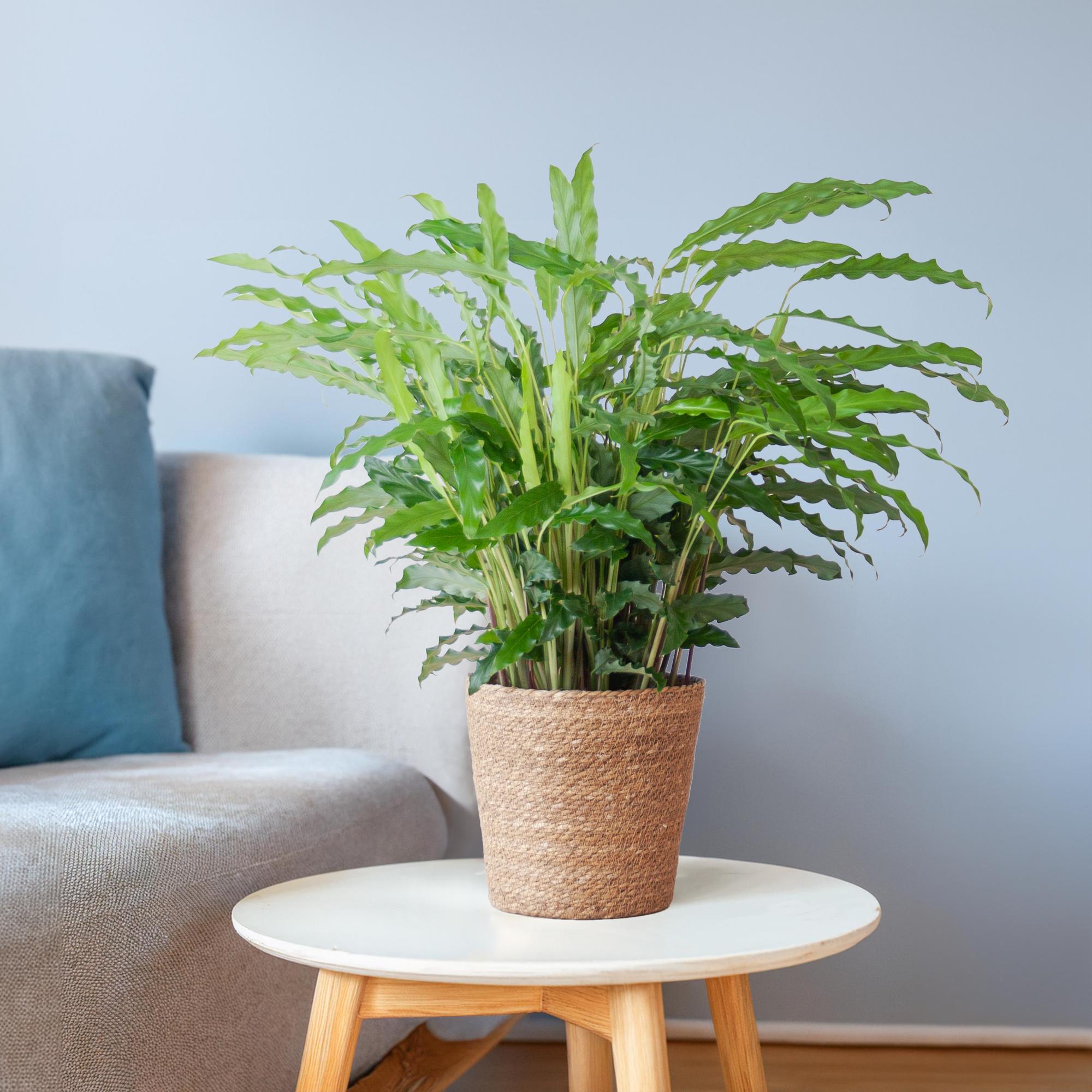 Calathea Rufibarba (Samt-Korbmarante) im Design-Korb | 55cm
