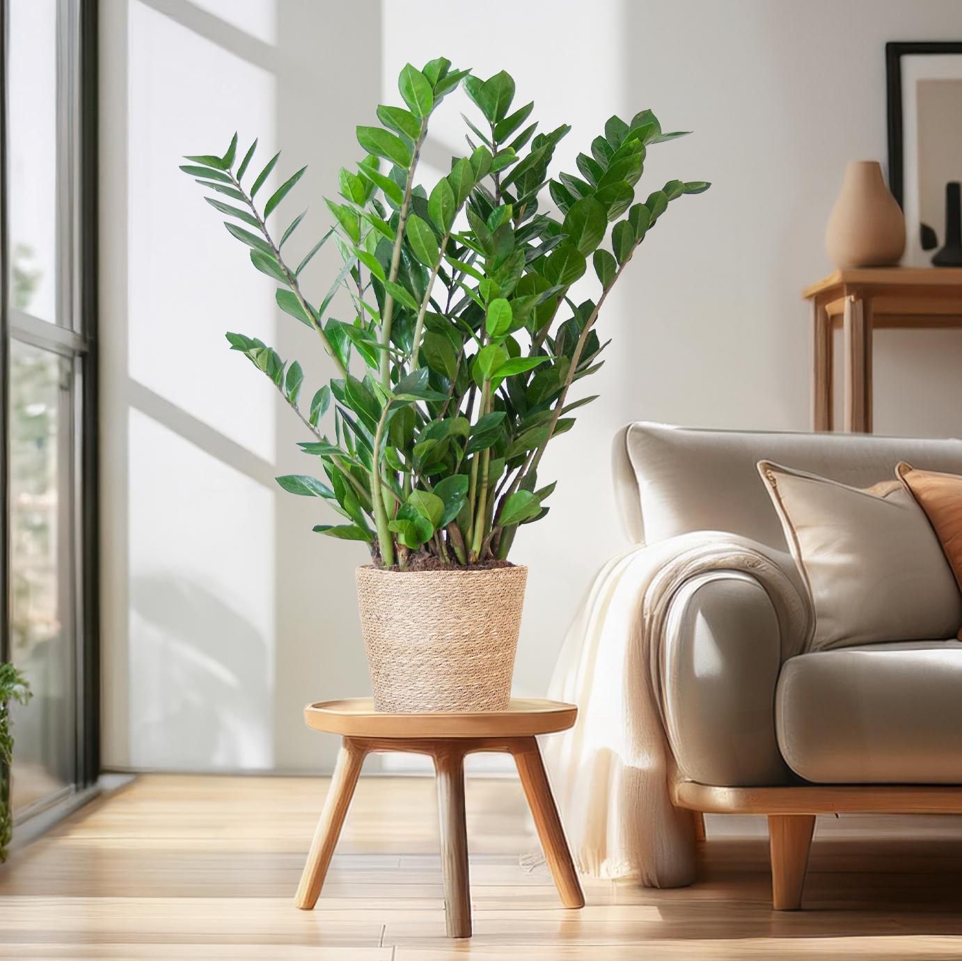 Zamioculcas (Glücksfeder) im Design-Korb | 80cm