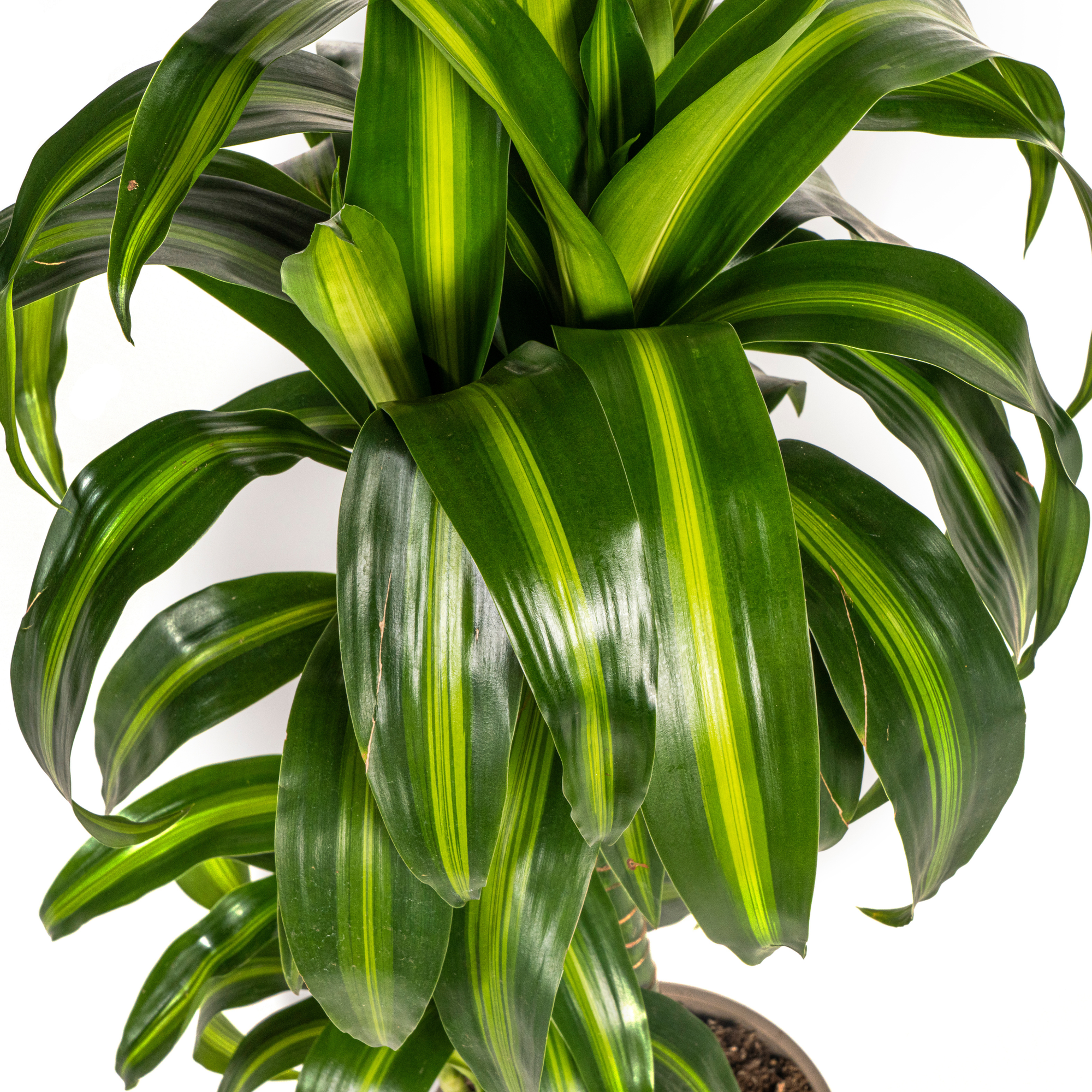 Dracaena Deremensis Hawaiian Sunshine