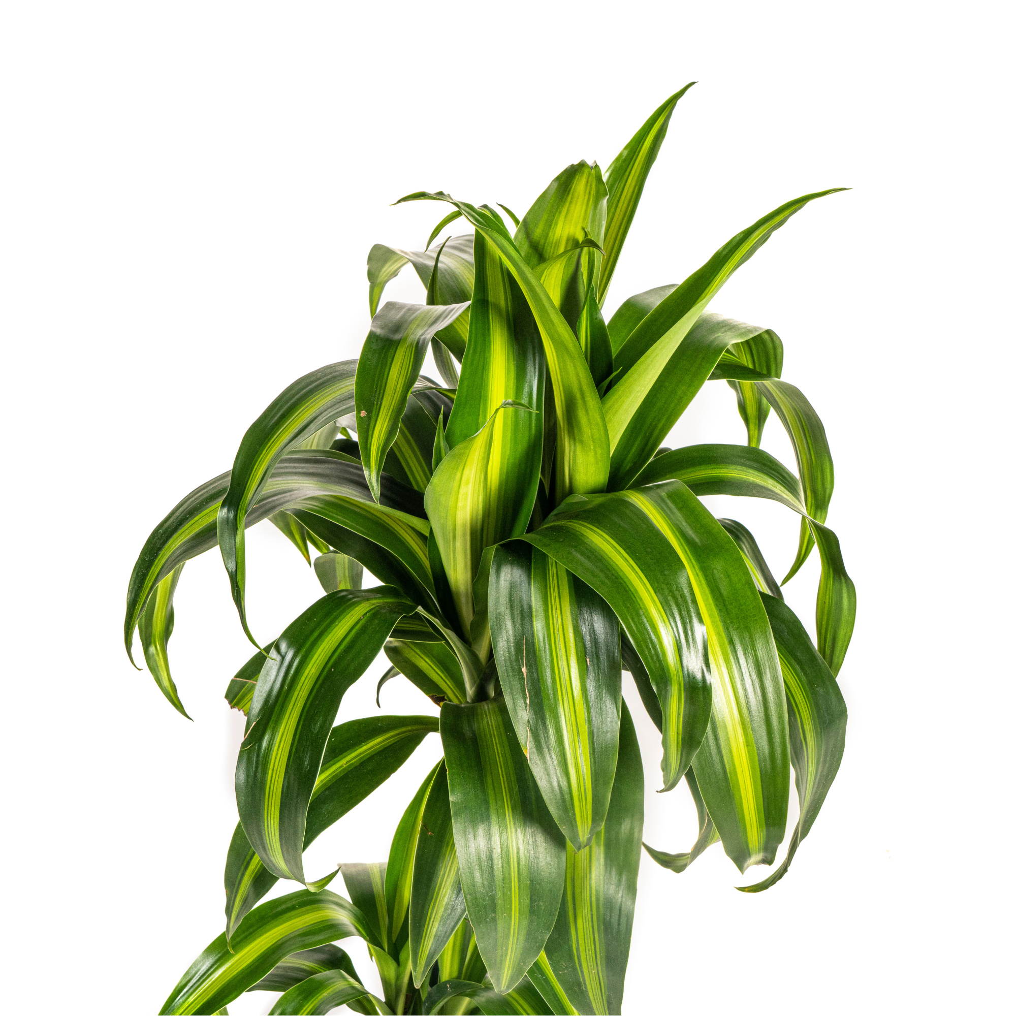 Dracaena Deremensis Hawaiian Sunshine