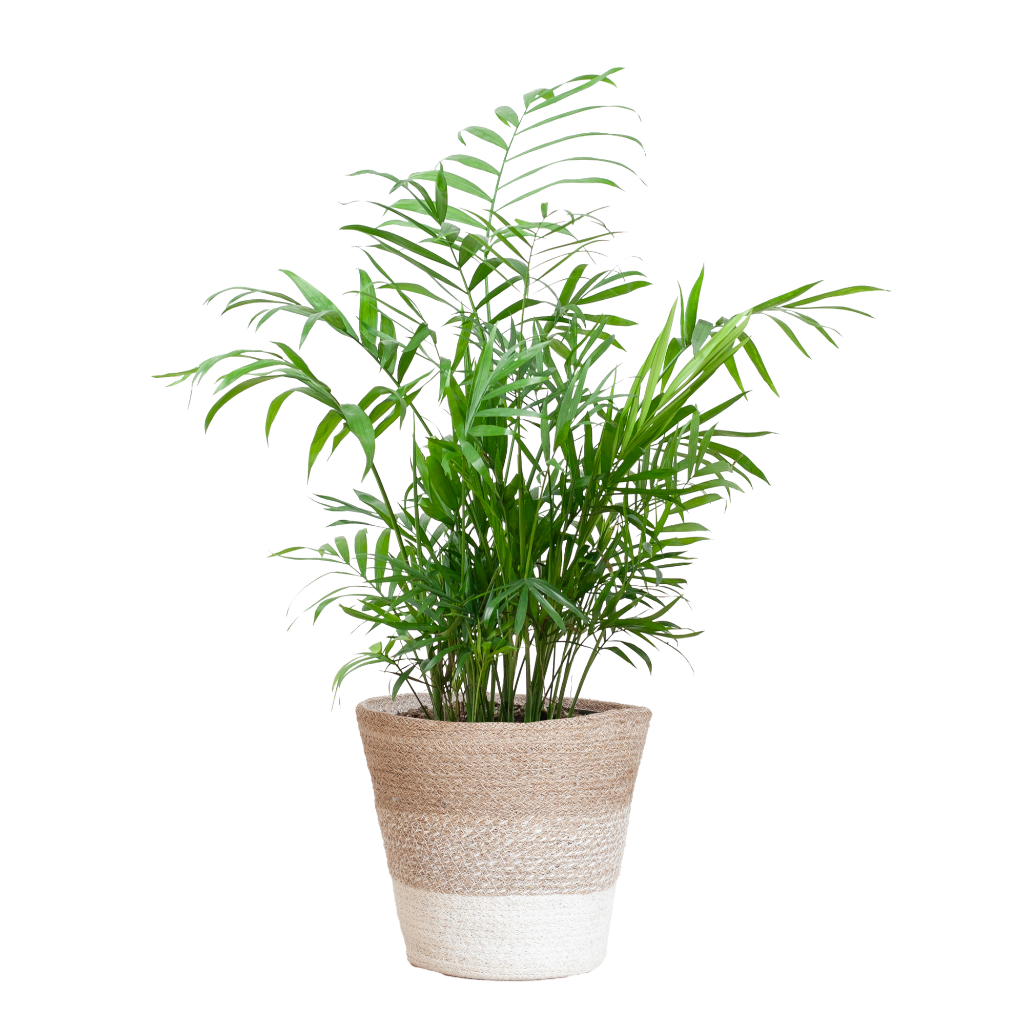 Chamadorea Elegans met Sofia mand naturel - 55cm - Ø17