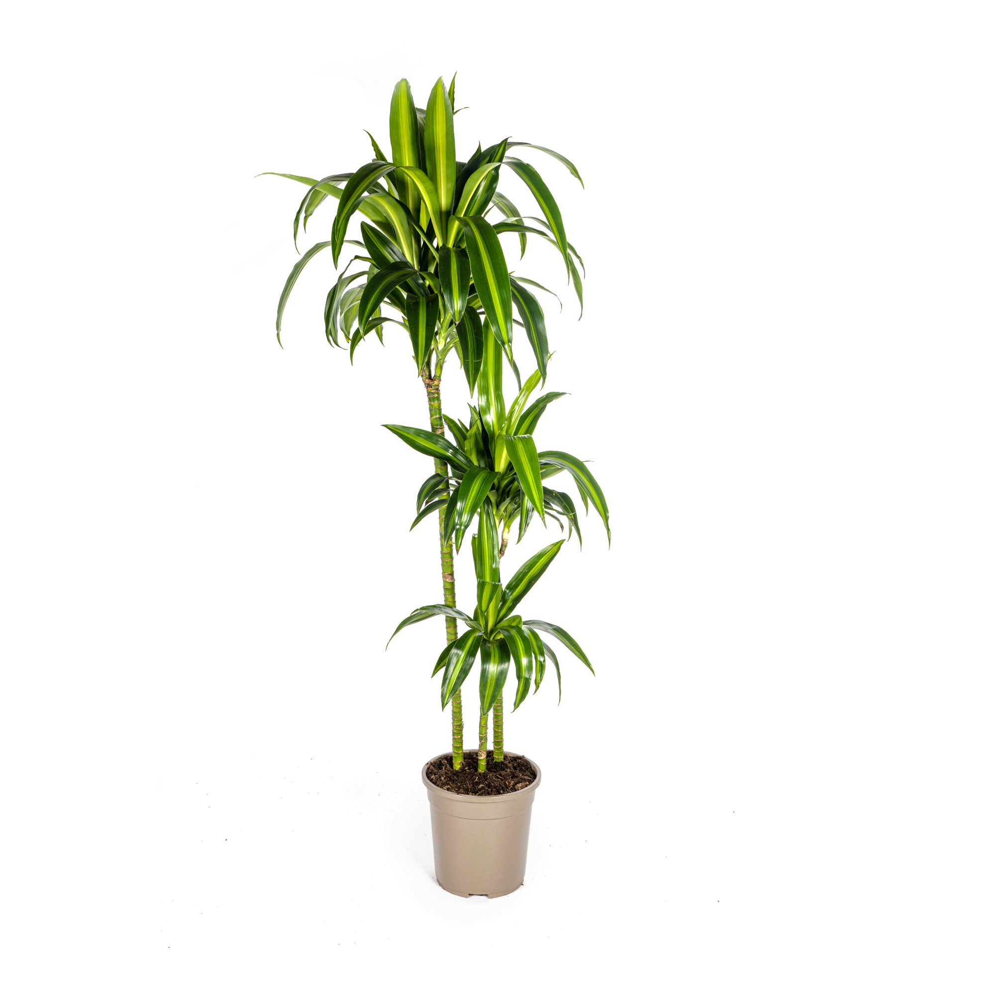 Dracaena Deremensis Hawaiian Sunshine