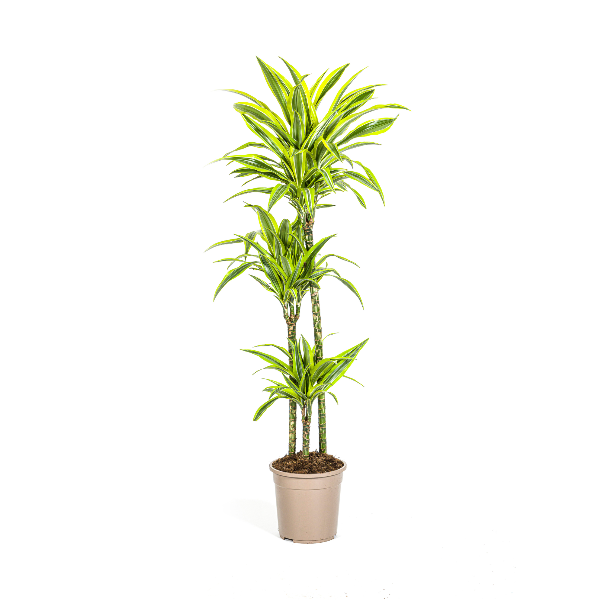 Dracaena Deremensis Lemon Lime