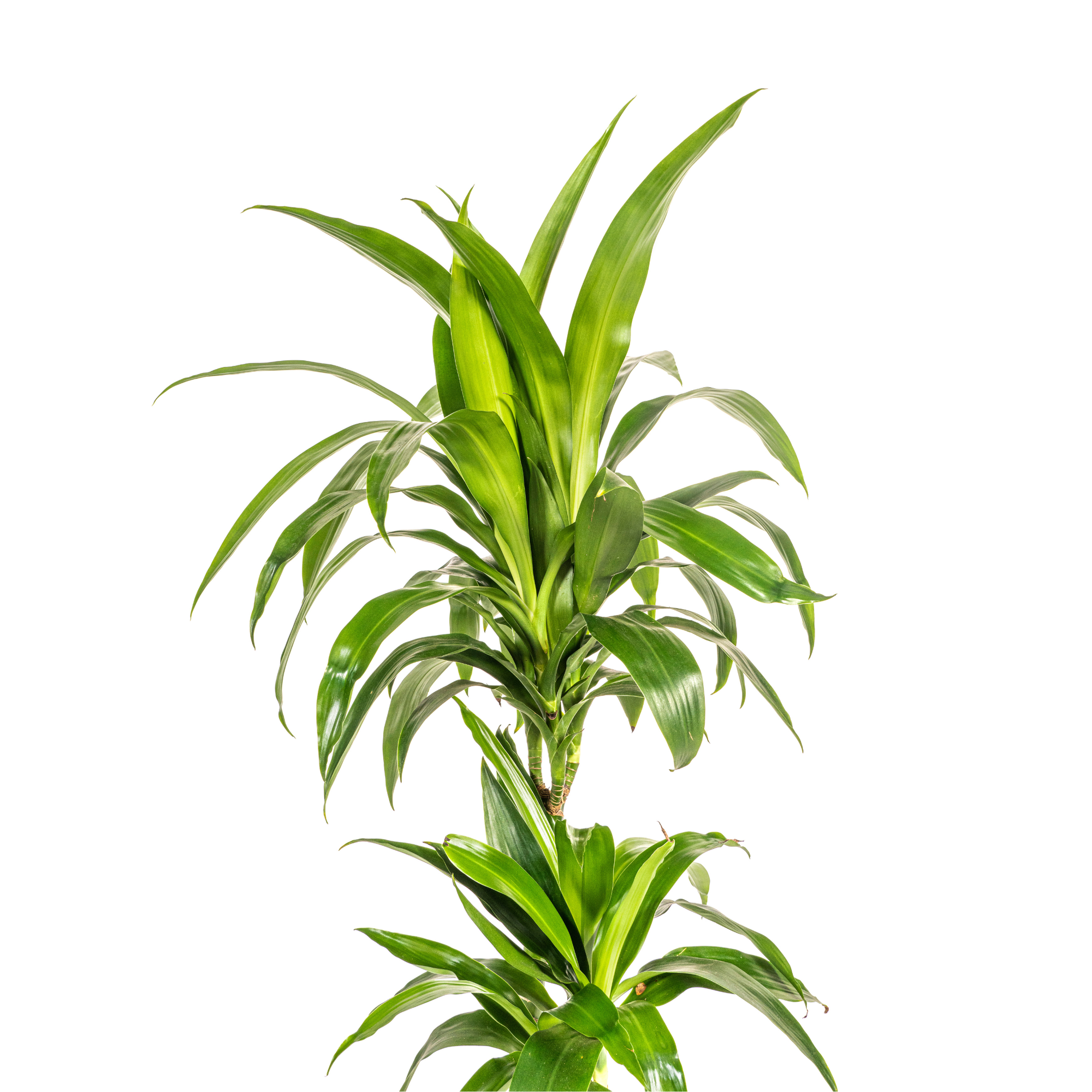 Dracaena Deremensis Lisa