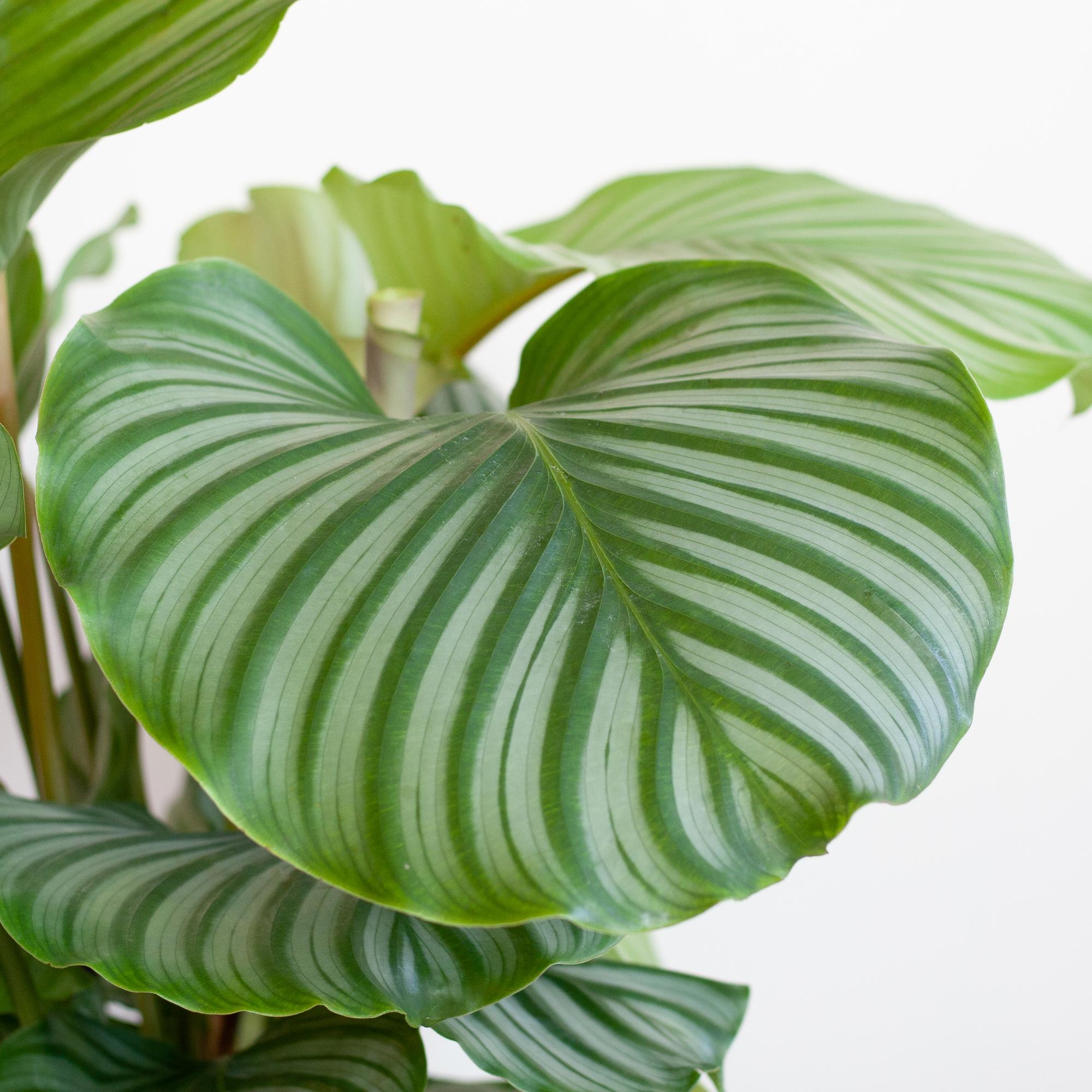 Calathea Orbifolia (Korbmarante) im Design-Korb | 65cm