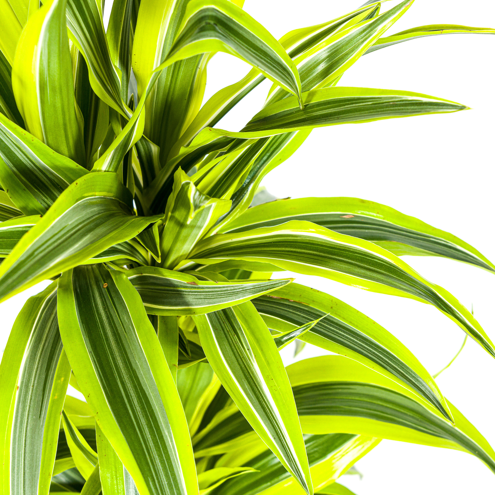 Dracaena Deremensis Lemon Lime