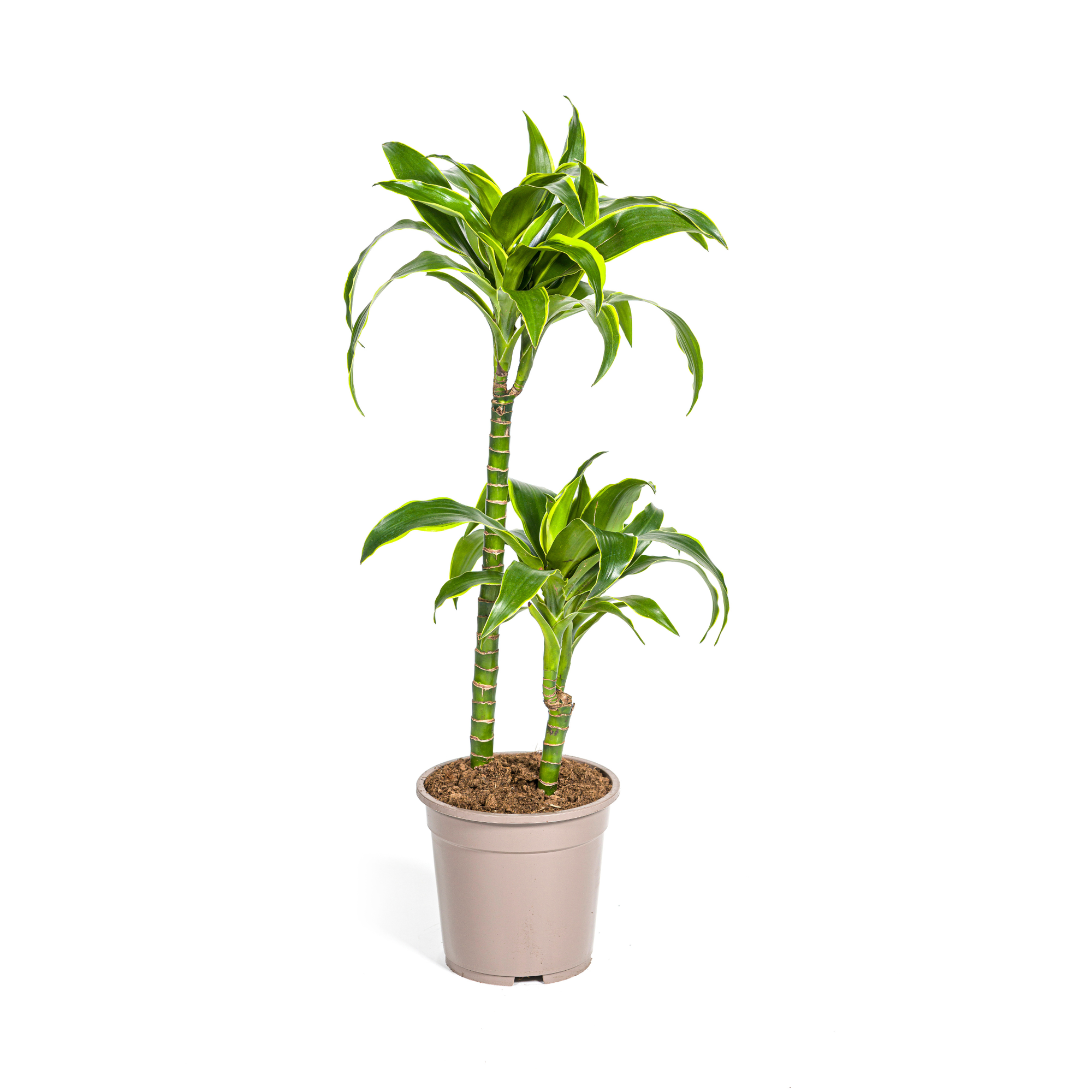 Dracaena Deremensis Dorado kaufen