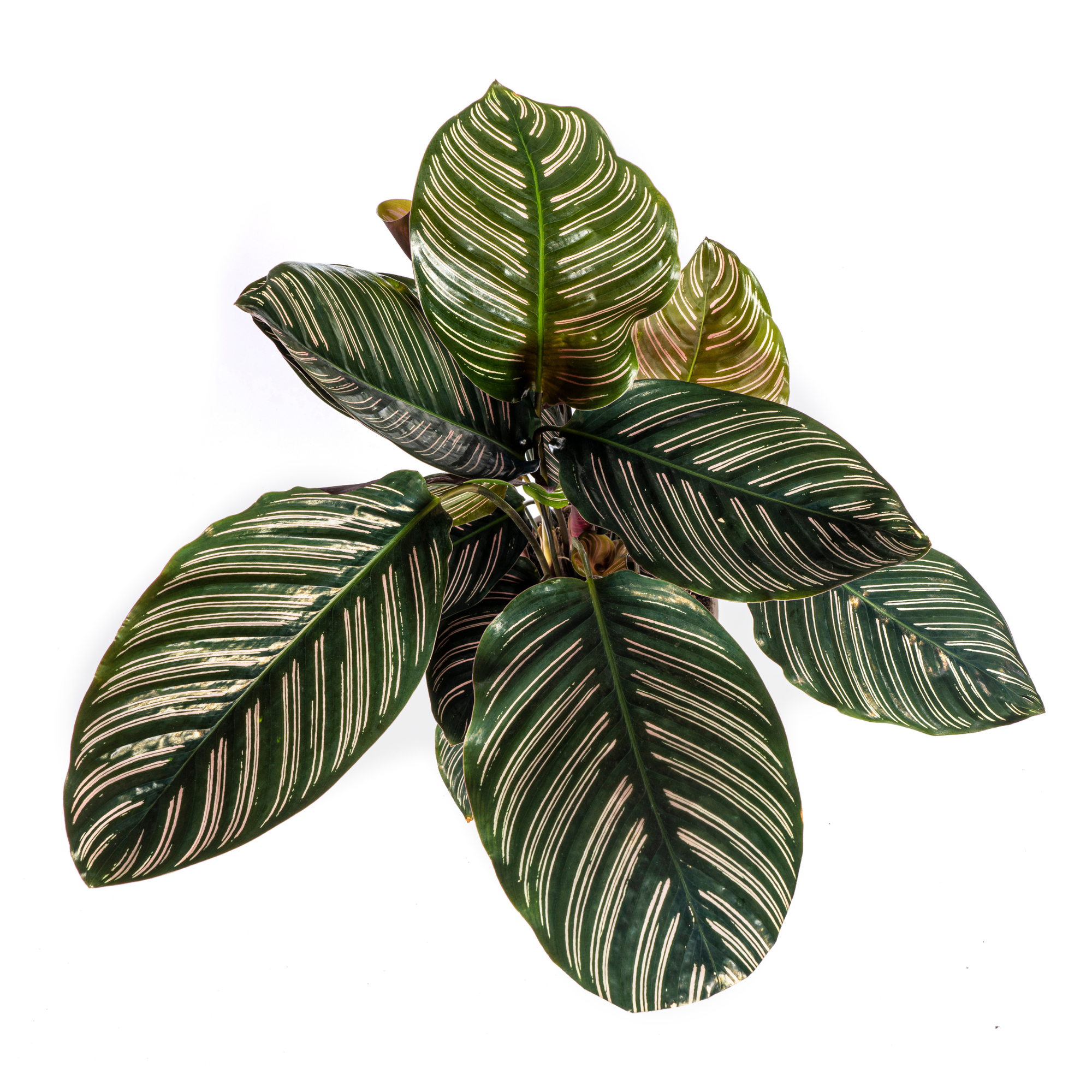 Calathea Ornata Sanderiana