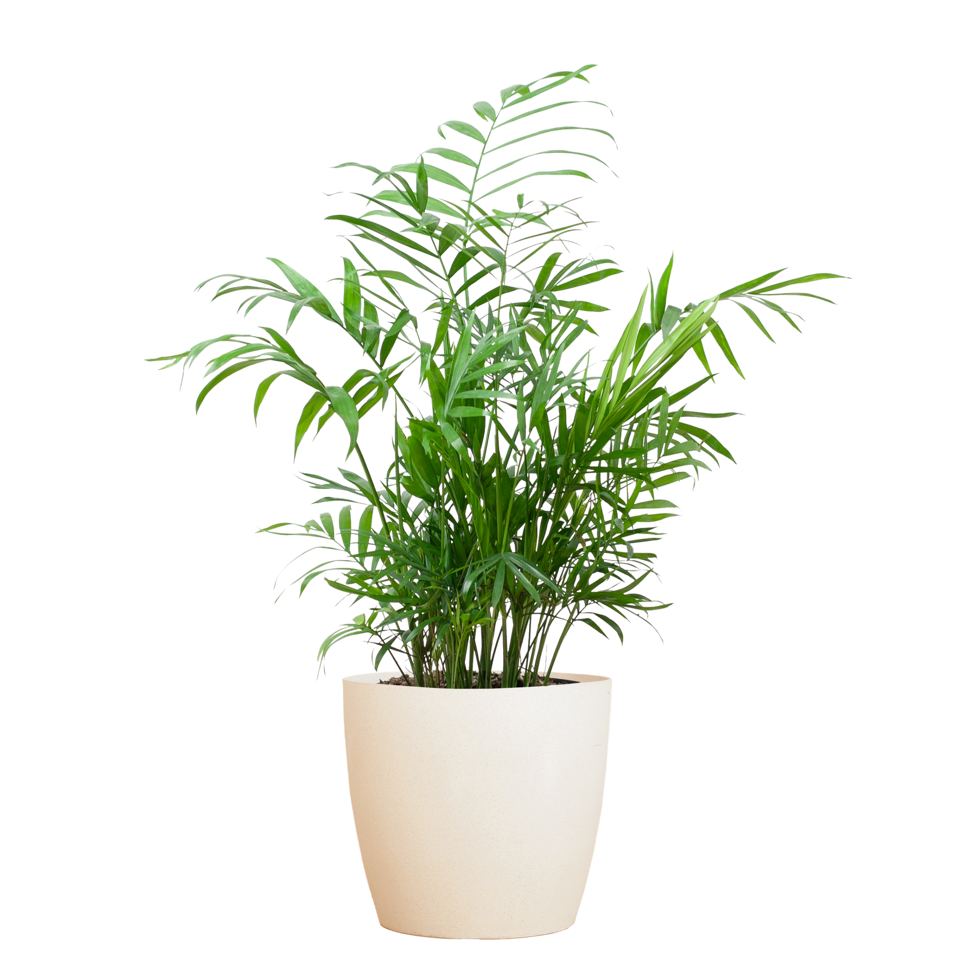 Chamadorea Elegans met Sofia mand naturel - 55cm - Ø17