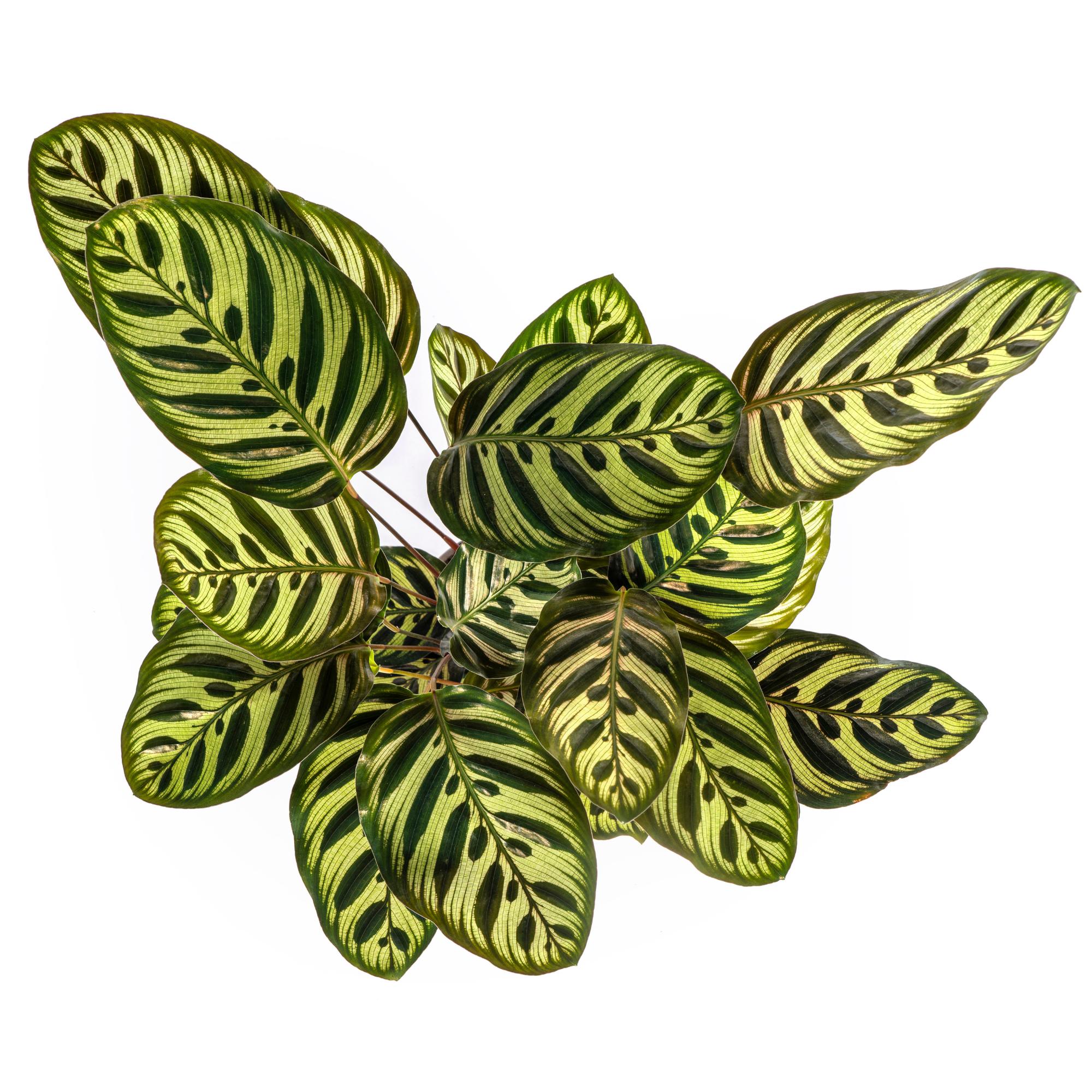 Calathea Makoyana