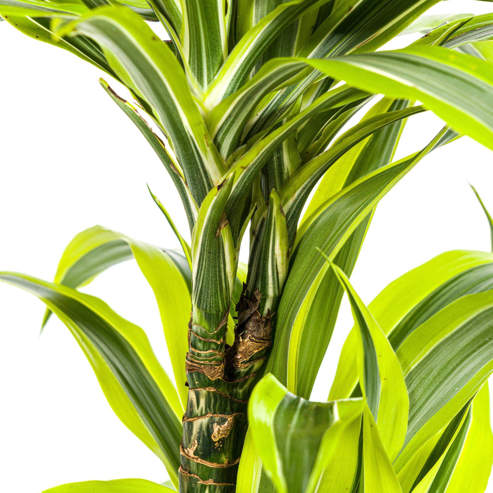 Dracaena Deremensis Lemon Lime