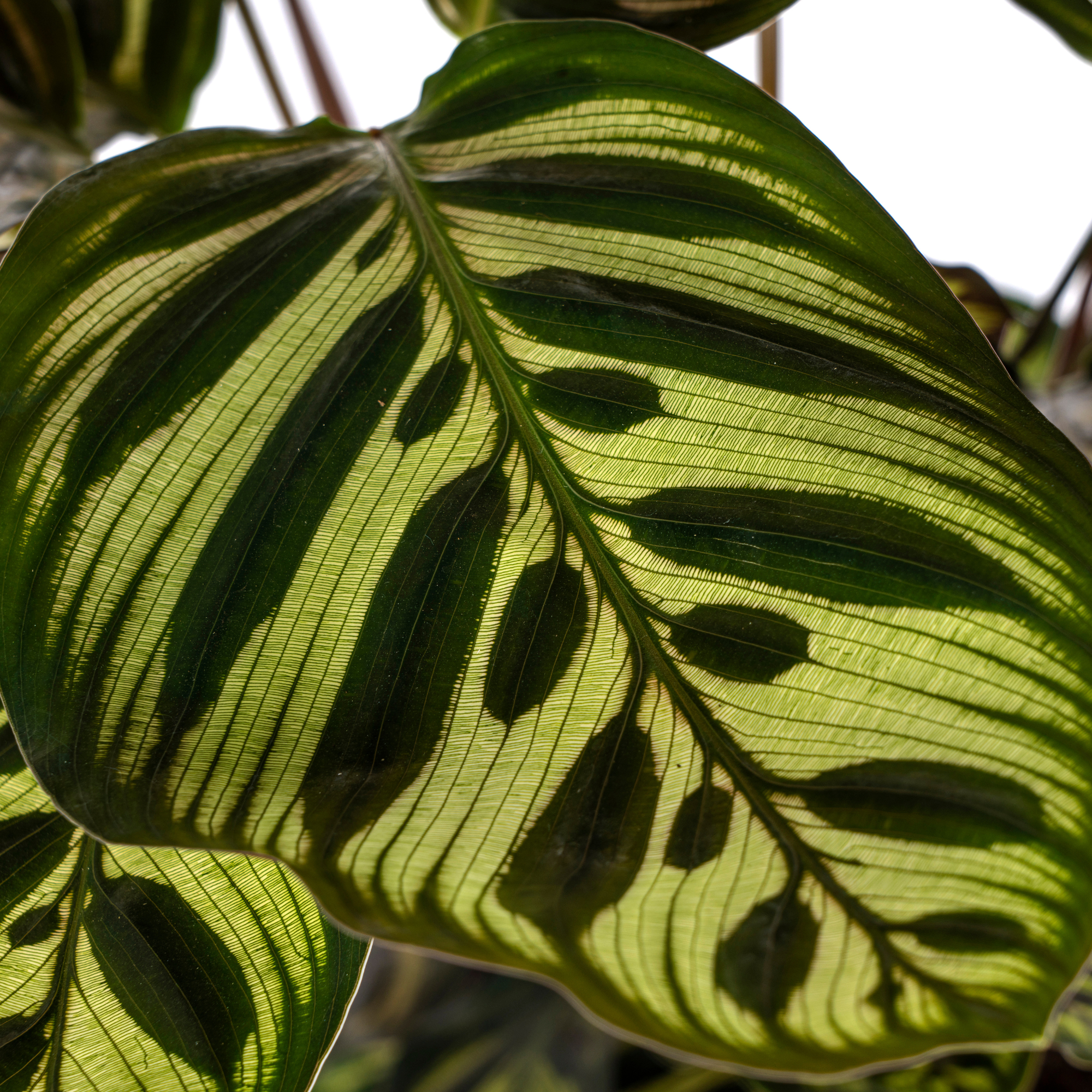 Calathea Makoyana