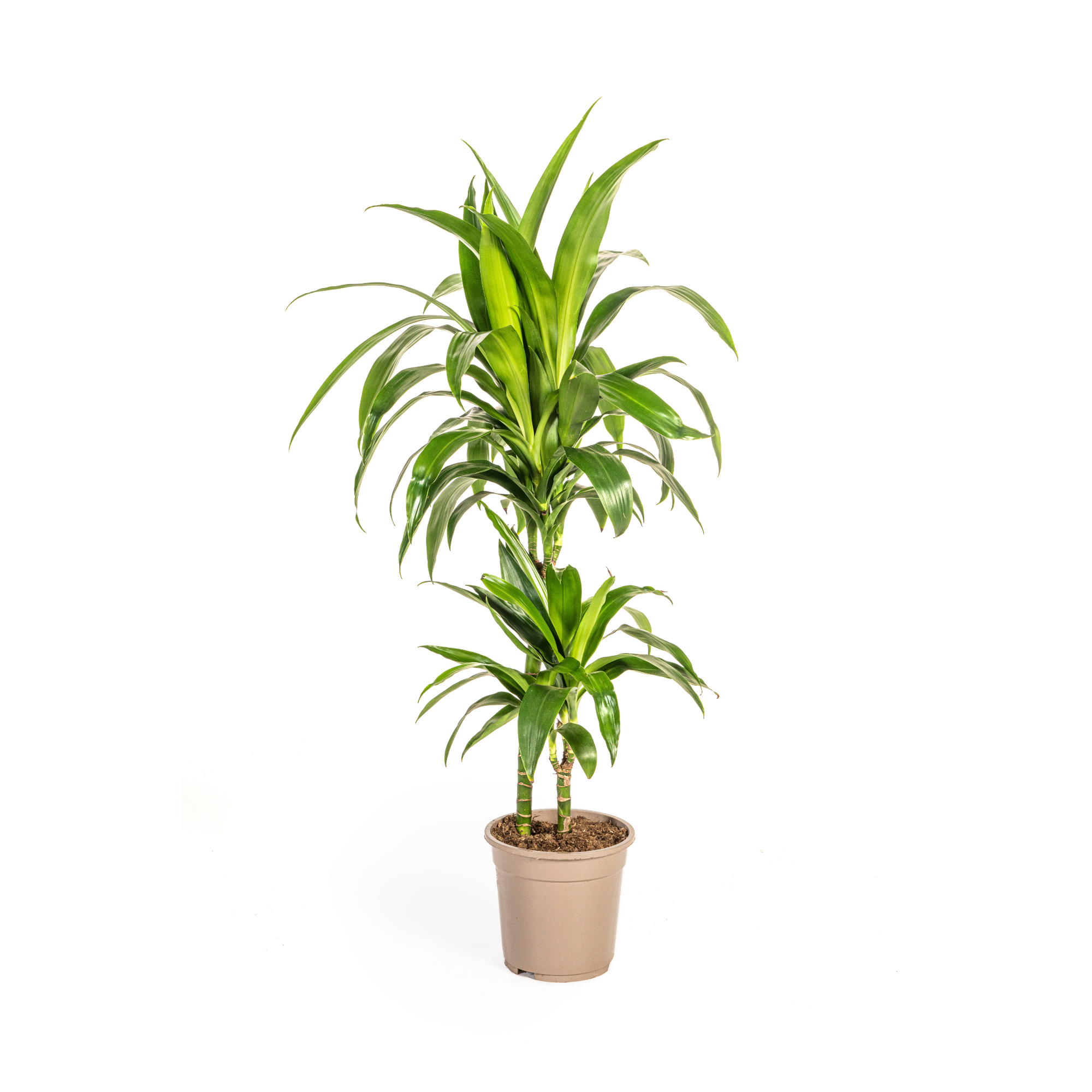 Dracaena Deremensis Lisa kaufen online