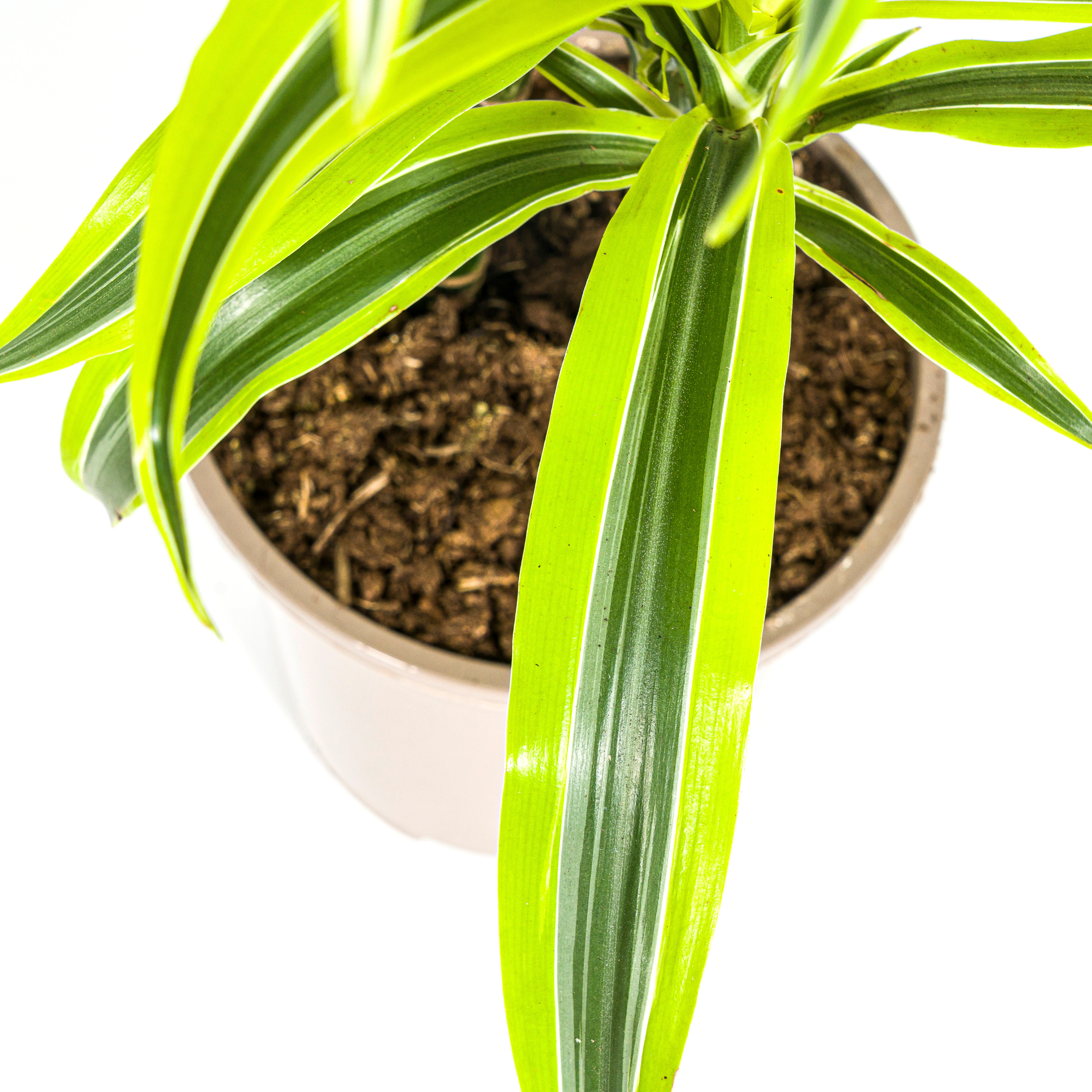 Dracaena Deremensis Lemon Lime