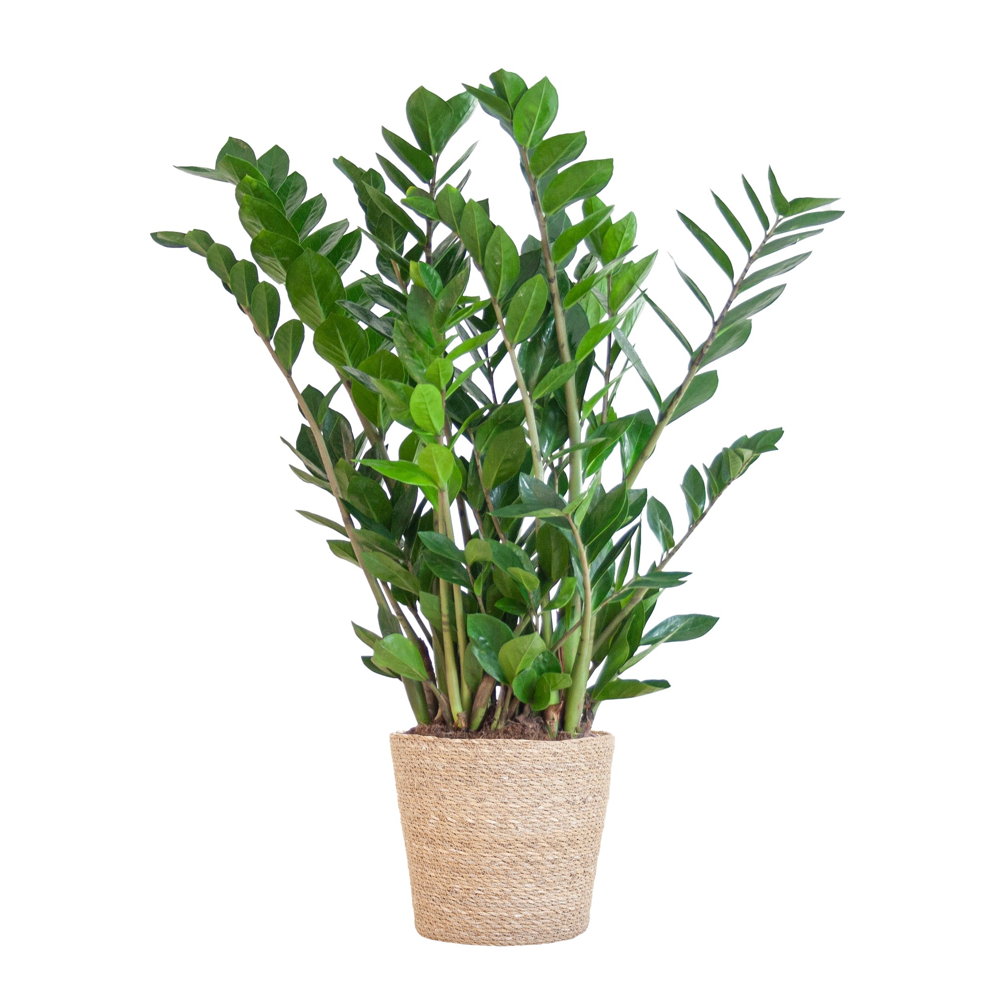 Zamioculcas (Glücksfeder) im Design-Korb | 80cm