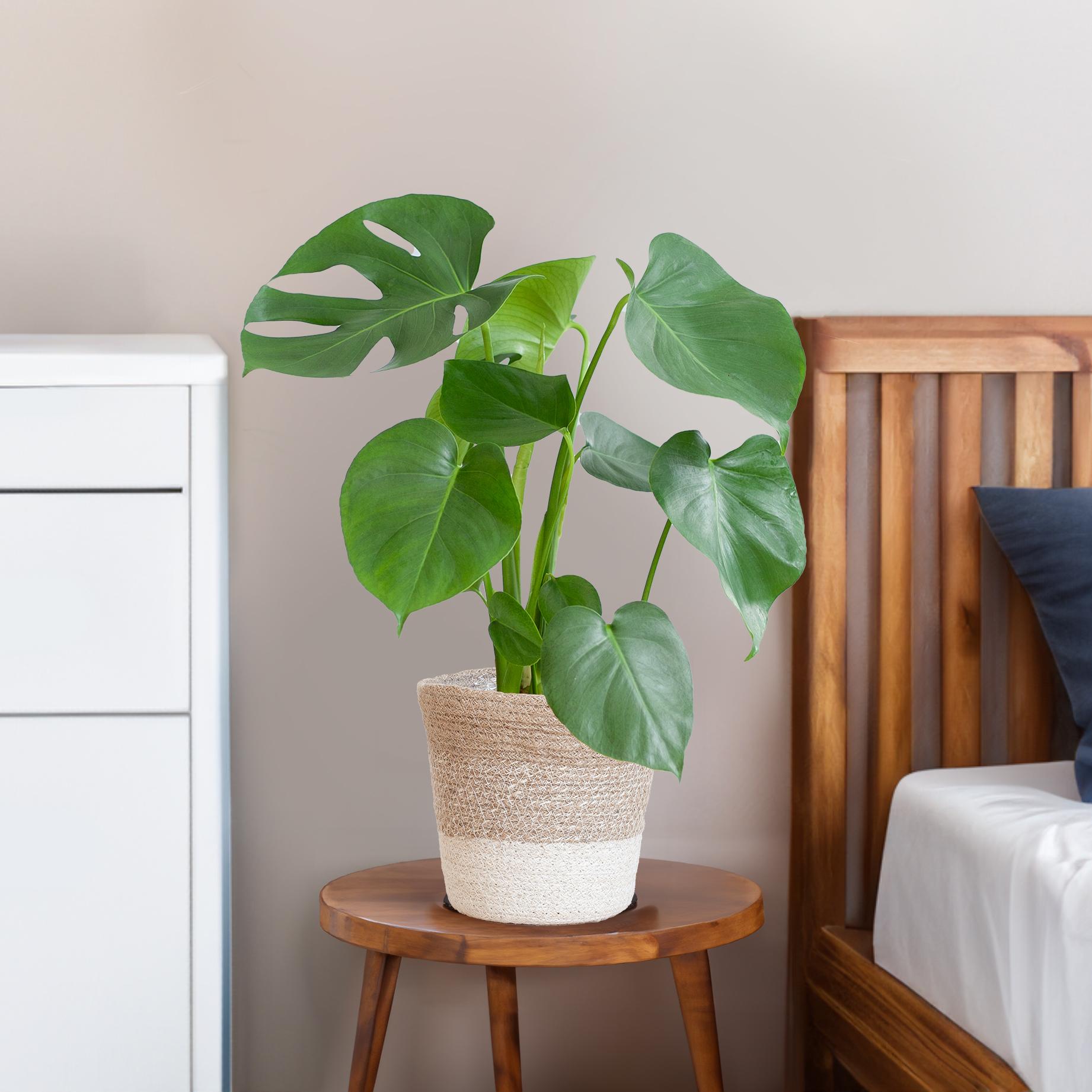 Monstera Deliciosa im Korb 'Lissabon' | 50cm