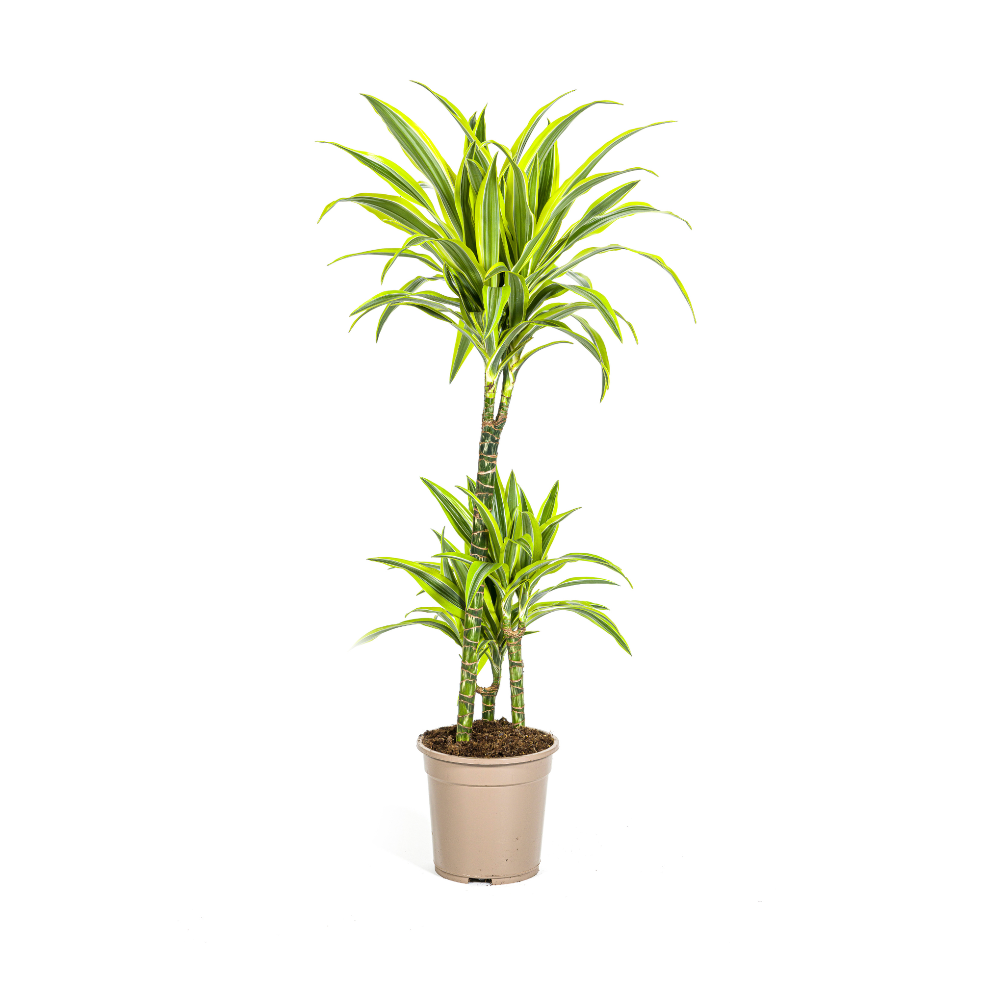 Dracaena Deremensis Lemon Lime